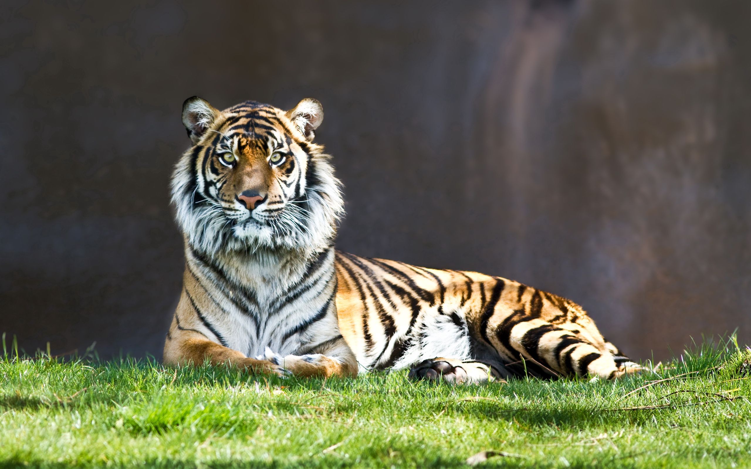 desktop Images animals, grass, to lie down, lie, predator, big cat, tiger