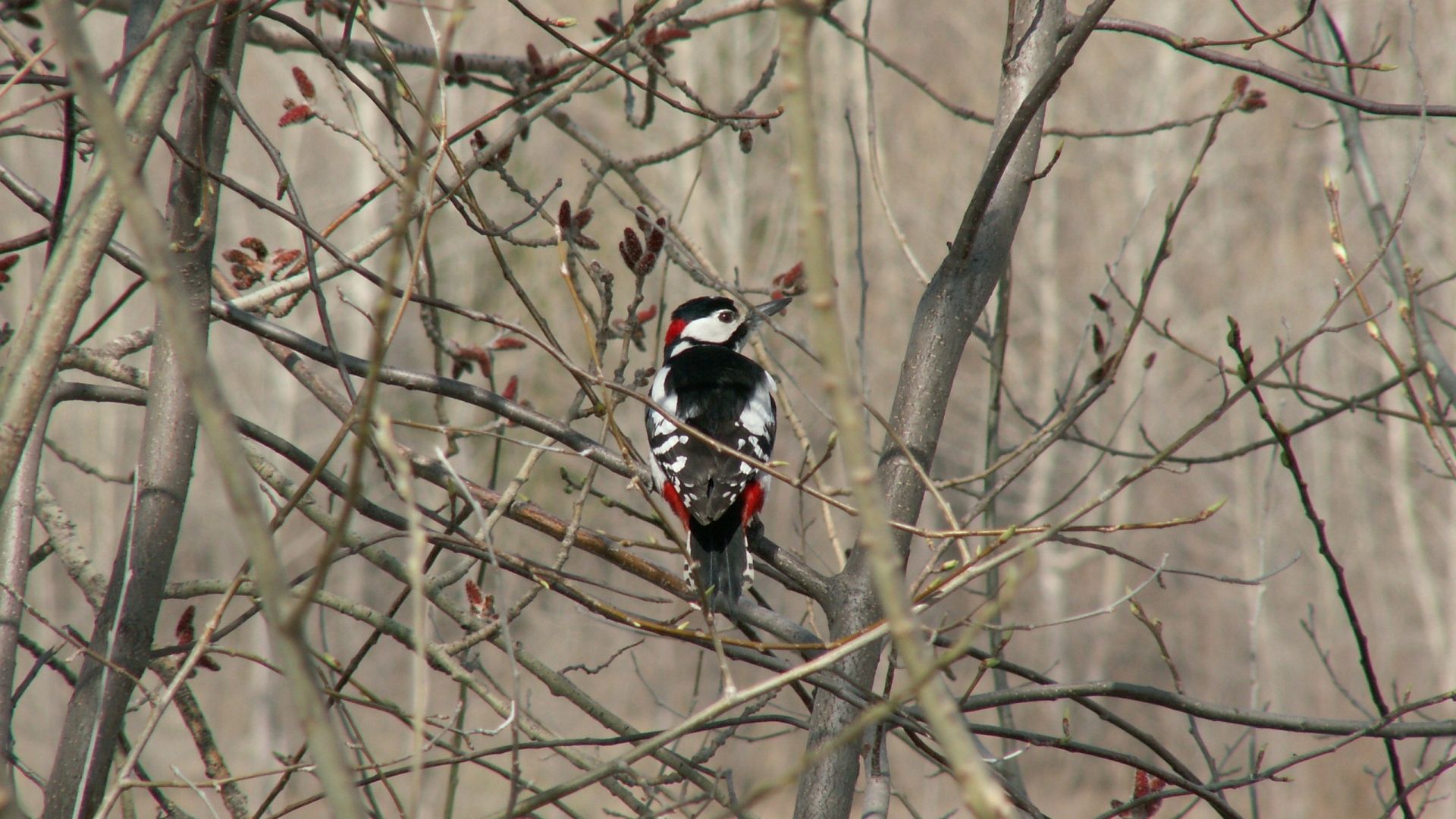 Download mobile wallpaper Woodpecker, Branches, Animals, Wood, Tree, Bird for free.