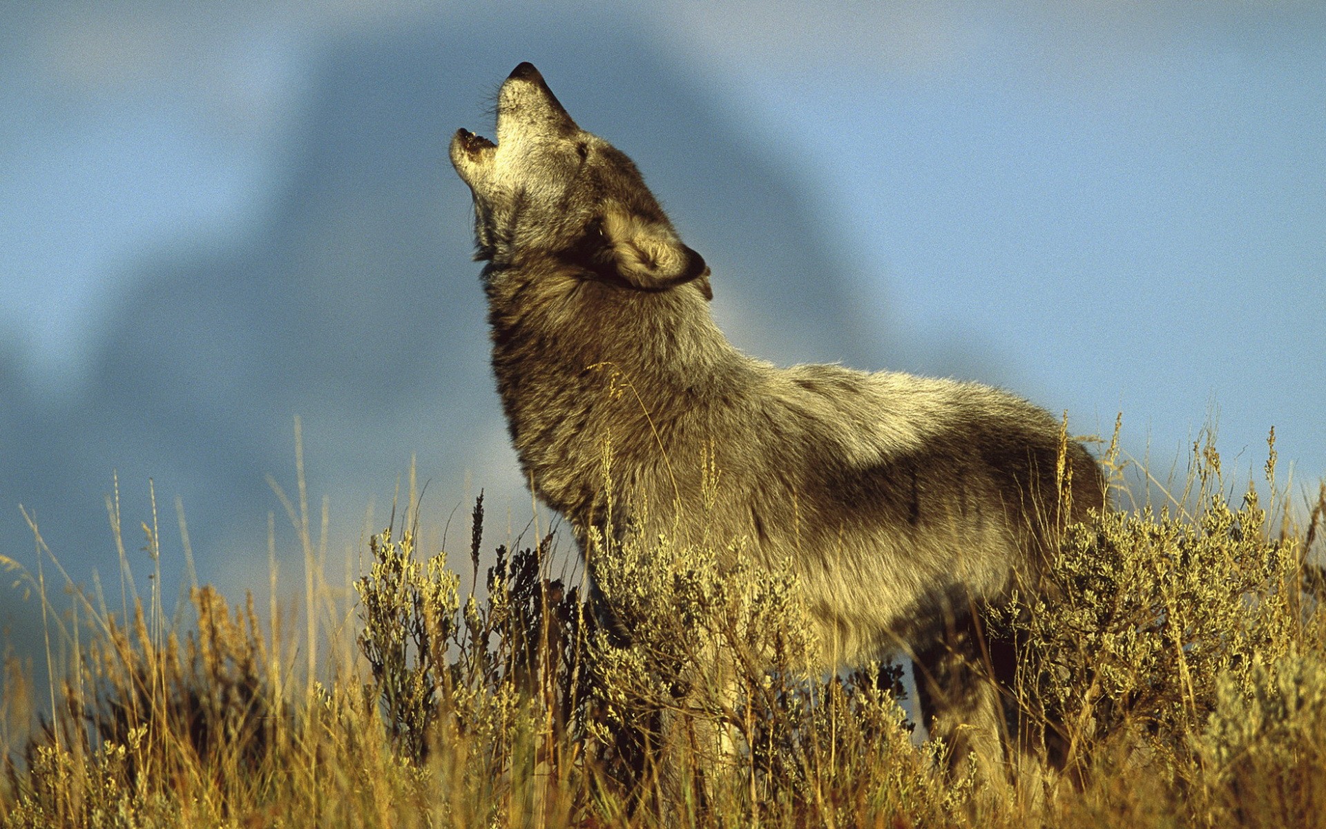 276014 Hintergrundbild herunterladen tiere, wolf, heulen, wolves - Bildschirmschoner und Bilder kostenlos