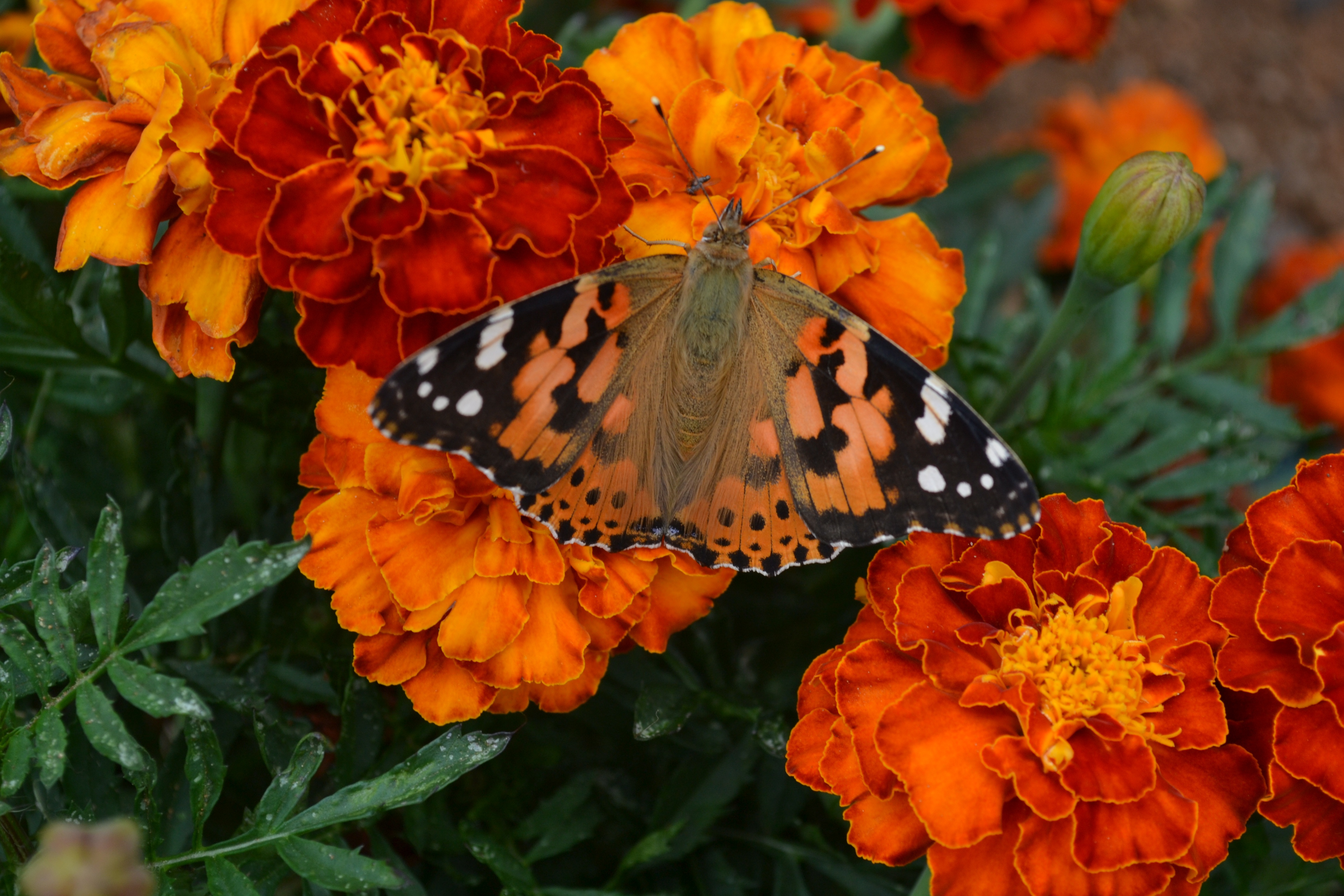 flowers, macro, bright, butterfly, marigold, marigolds High Definition image