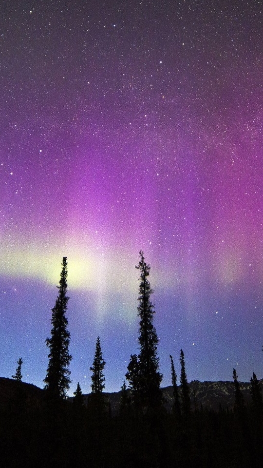 Download mobile wallpaper Sky, Stars, Night, Forest, Earth, Aurora Borealis for free.