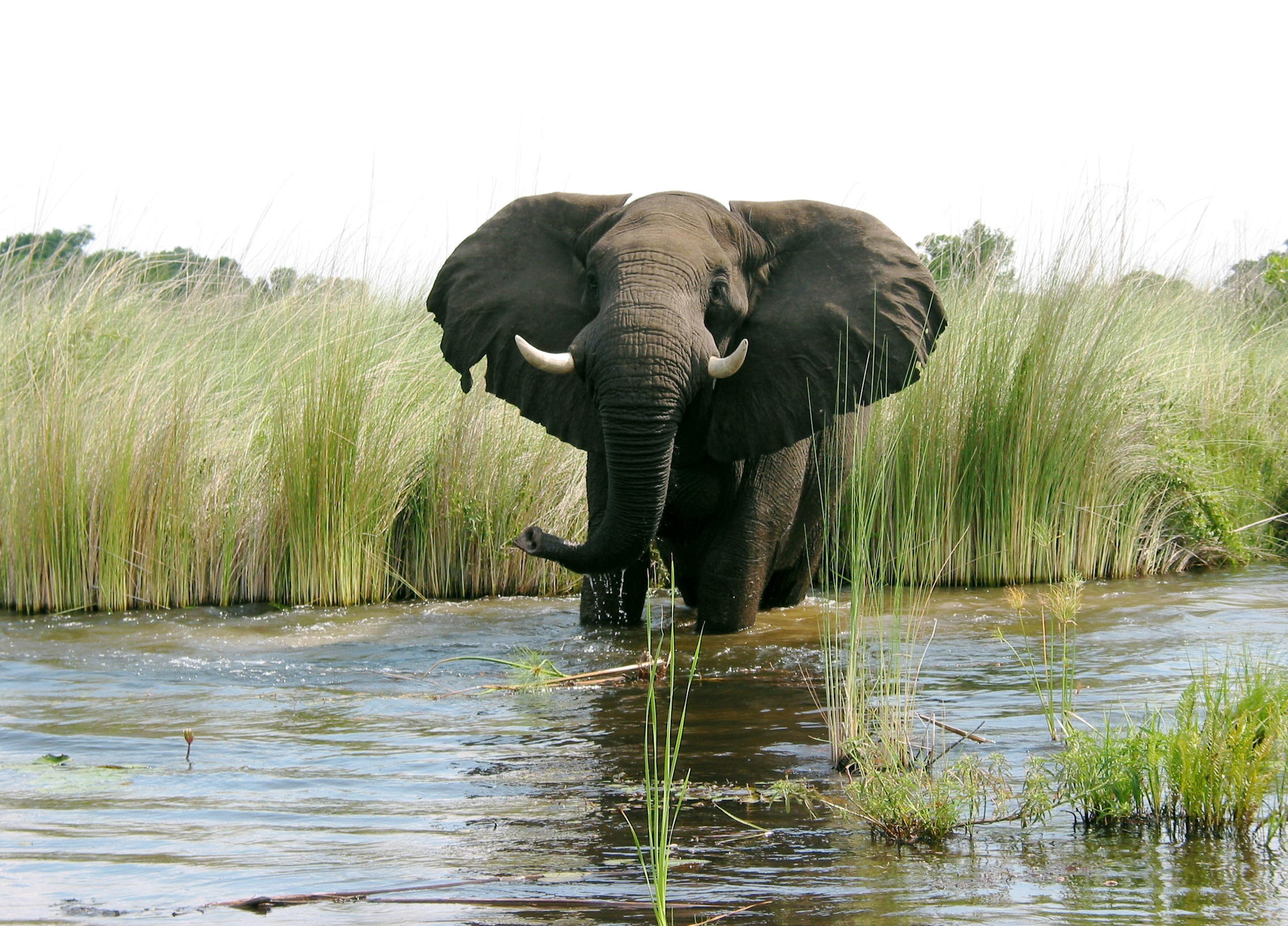 Elephant river. Африканский слон. Слон река. Слоны у водоема. Слоны в воде.