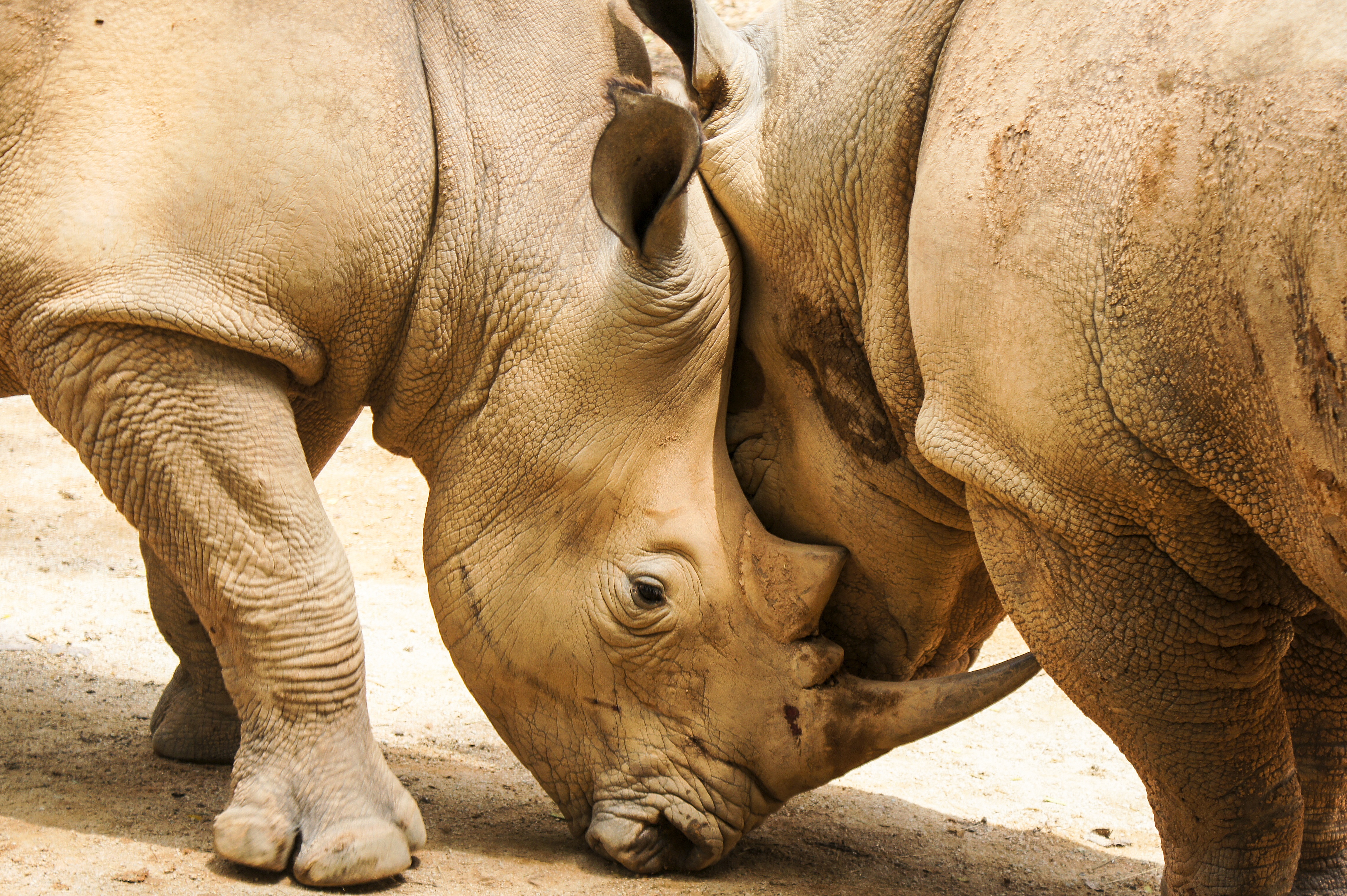 Download mobile wallpaper Rhinos, Horns, Animals, Pair, Couple for free.