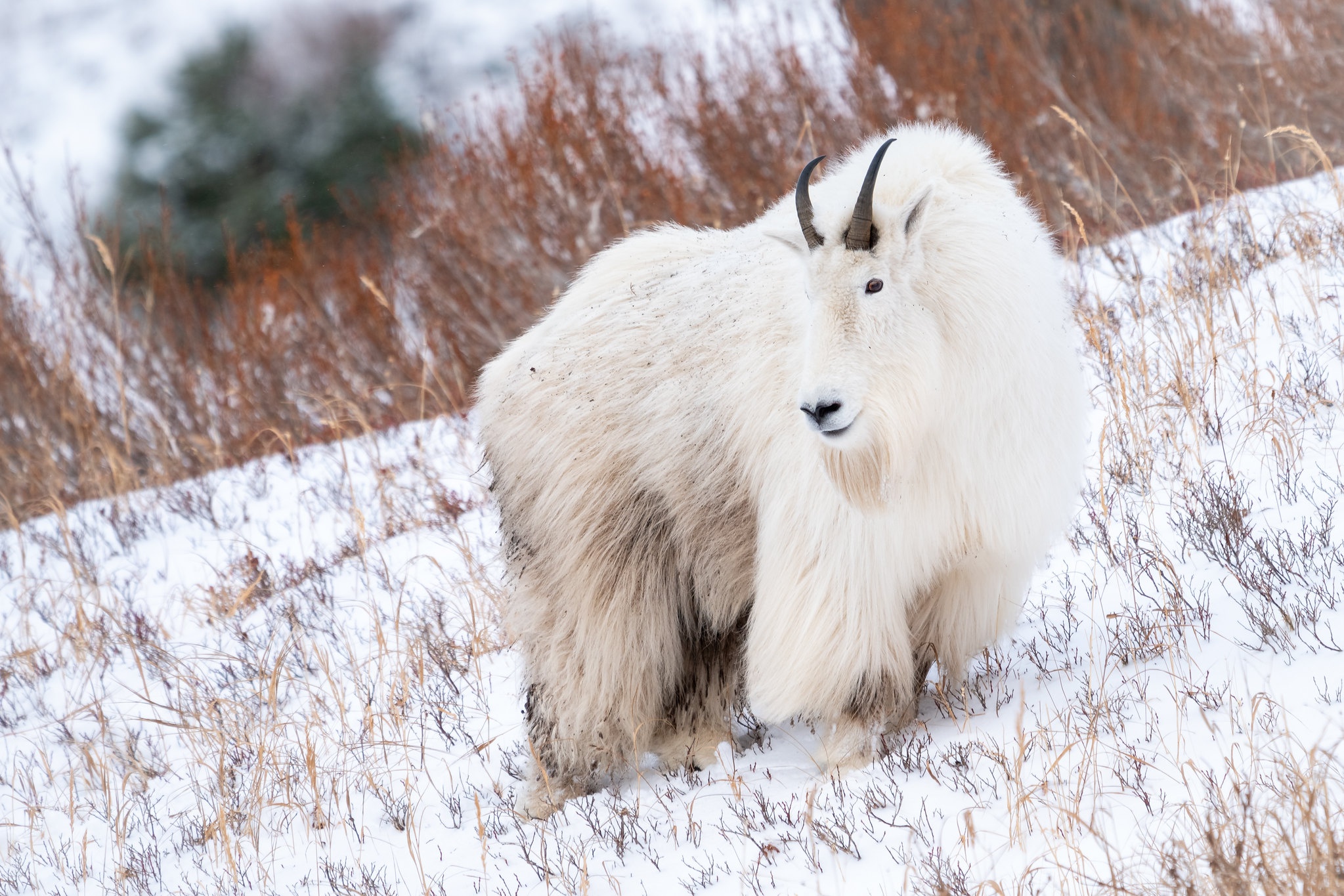 animal, mountain goat, goat, snow, winter