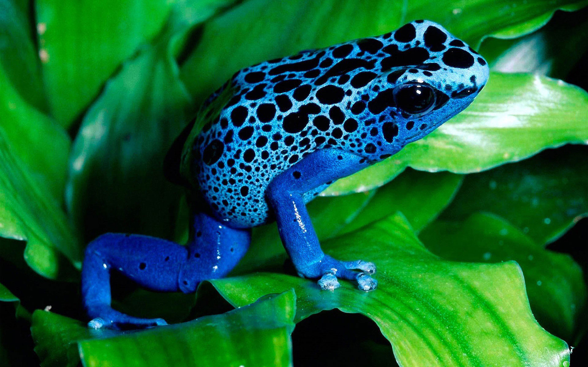 Best Blue Poison Dart Frog Horizontal Wallpapers