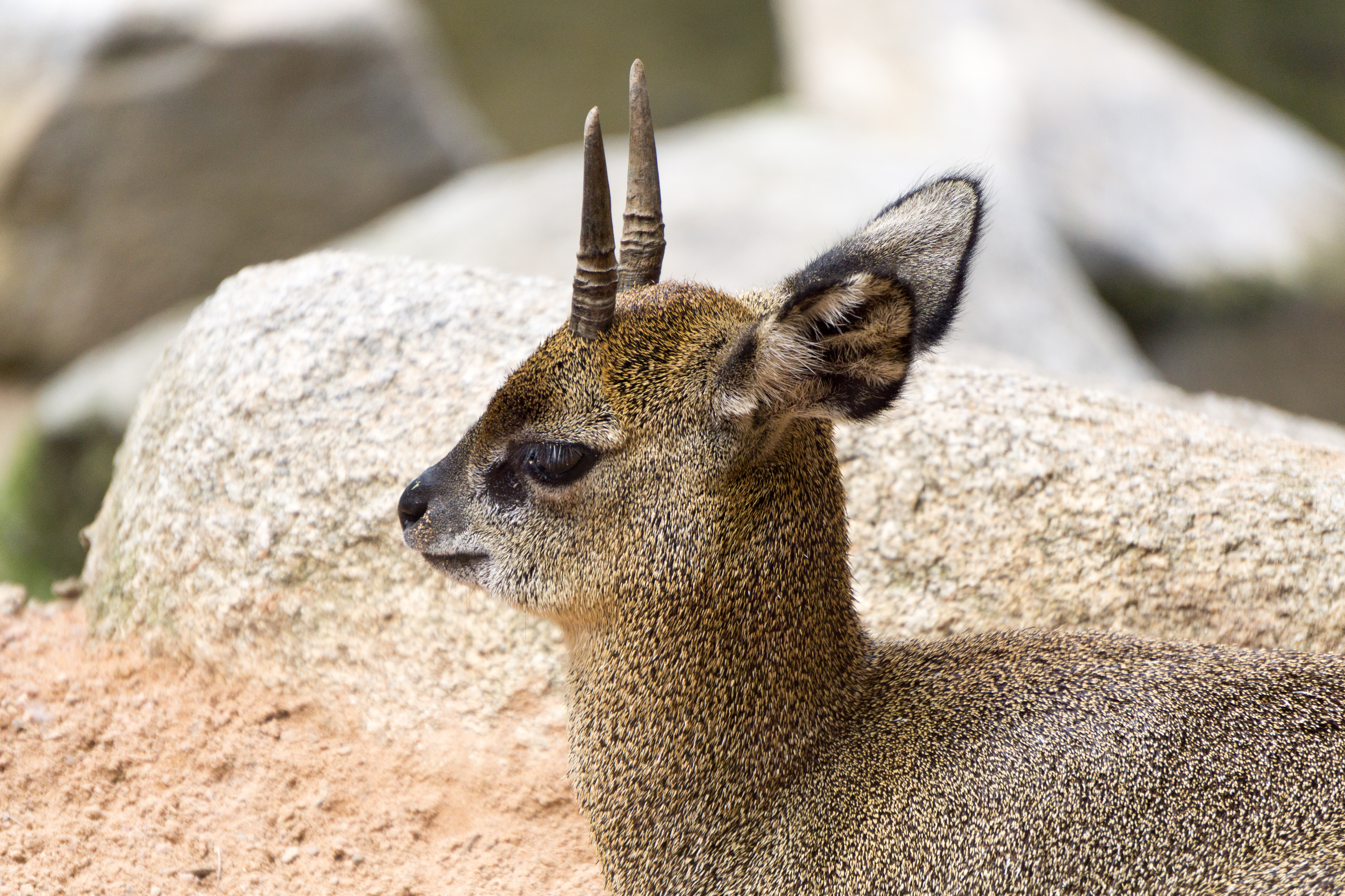 animal, klipspringer, antelope, horns wallpaper for mobile