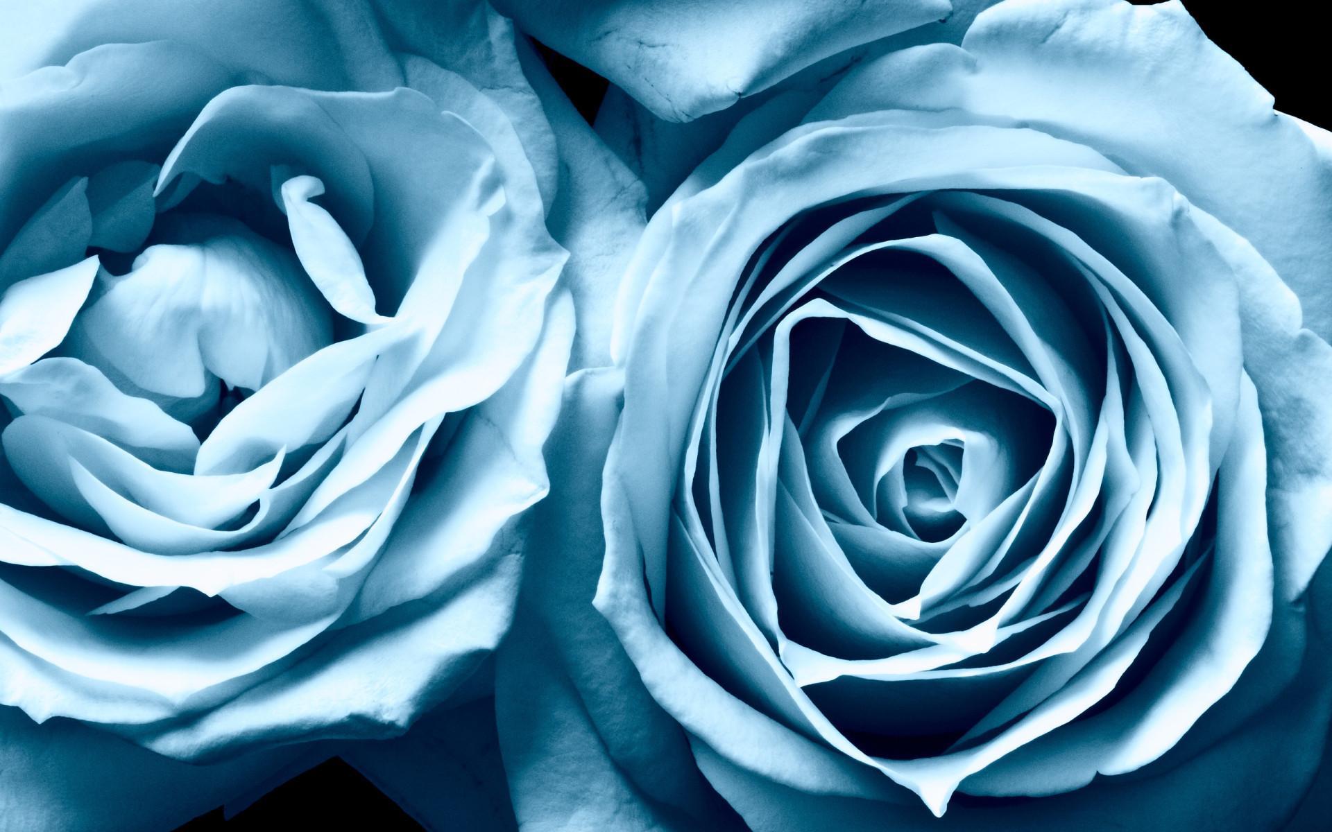 Голубая роза Линч