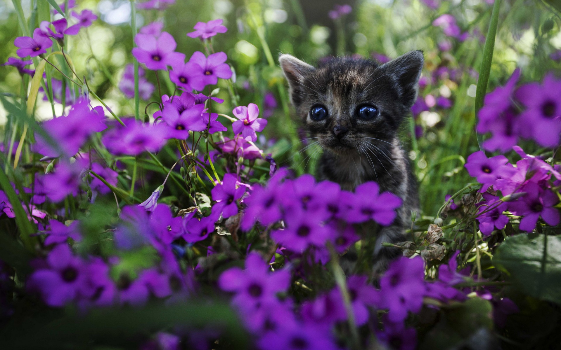 Картинки животные котики