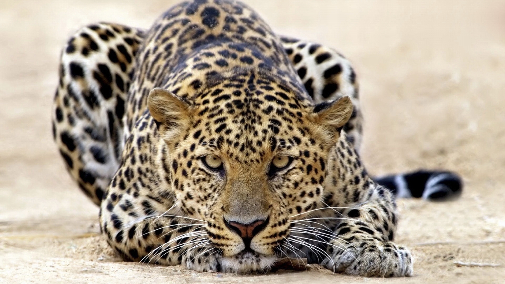 25061 Bild herunterladen tiere, geparden - Hintergrundbilder und Bildschirmschoner kostenlos