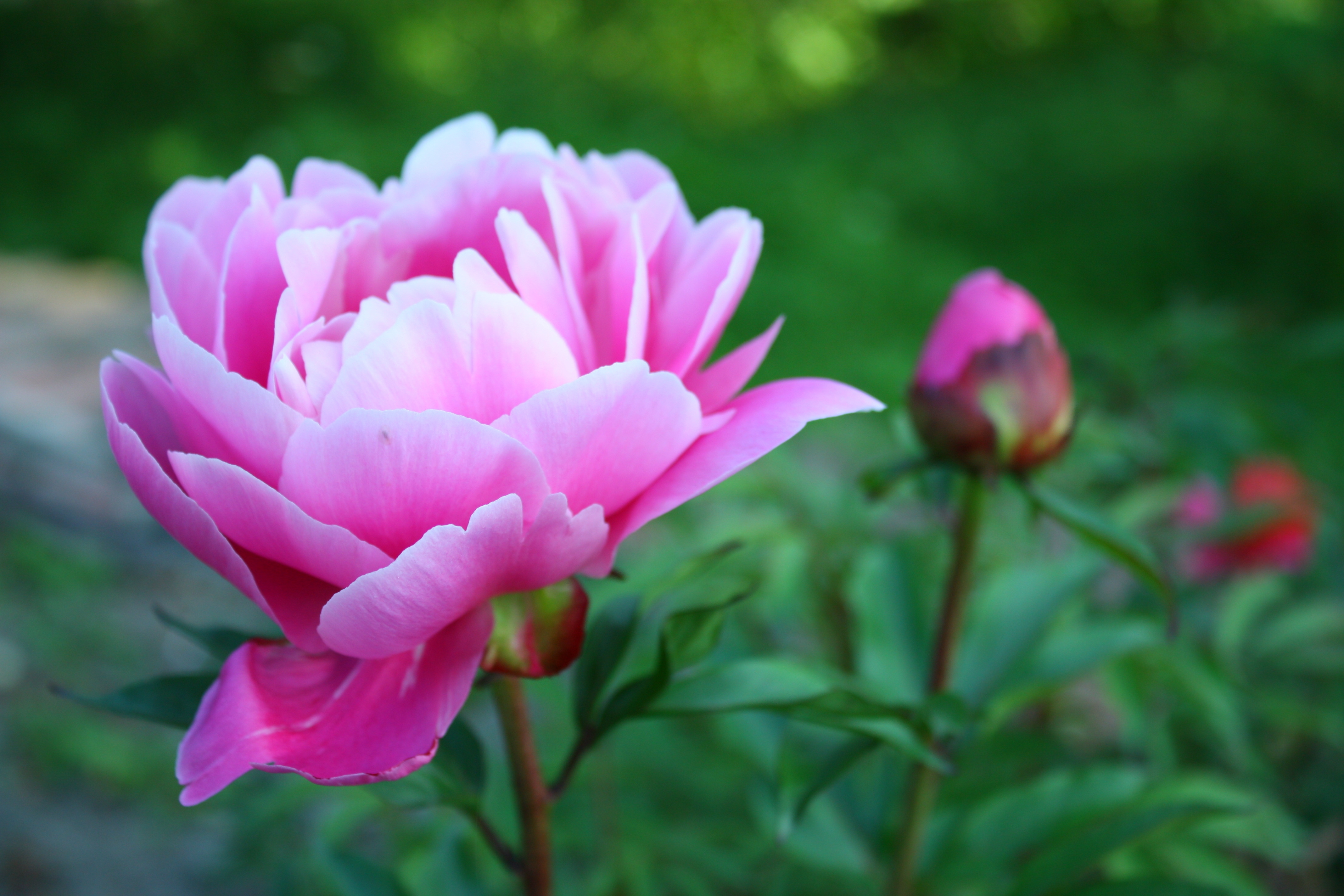 Download mobile wallpaper Peony, Bud, Pion, Petals, Greens, Flowers, Flower, Garden for free.