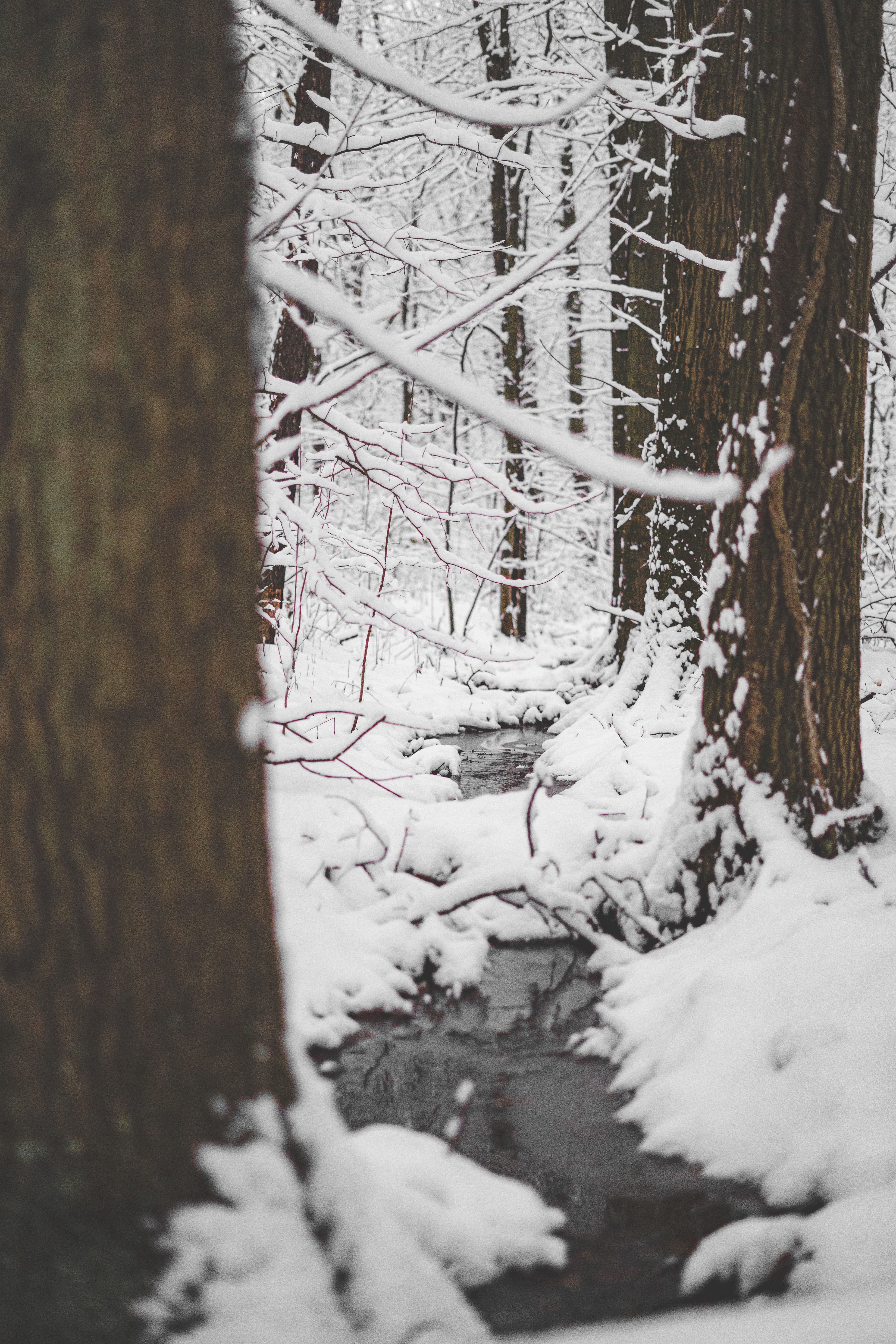Laden Sie das Aufgetaute Flecken, Protaline, Natur, Schnee, Wald, Flüsse-Bild kostenlos auf Ihren PC-Desktop herunter