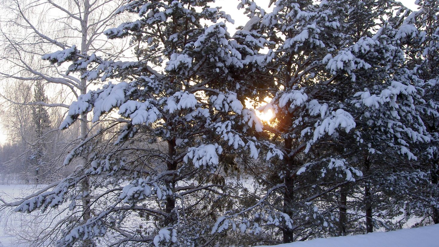 Деревья запорошенные снегом