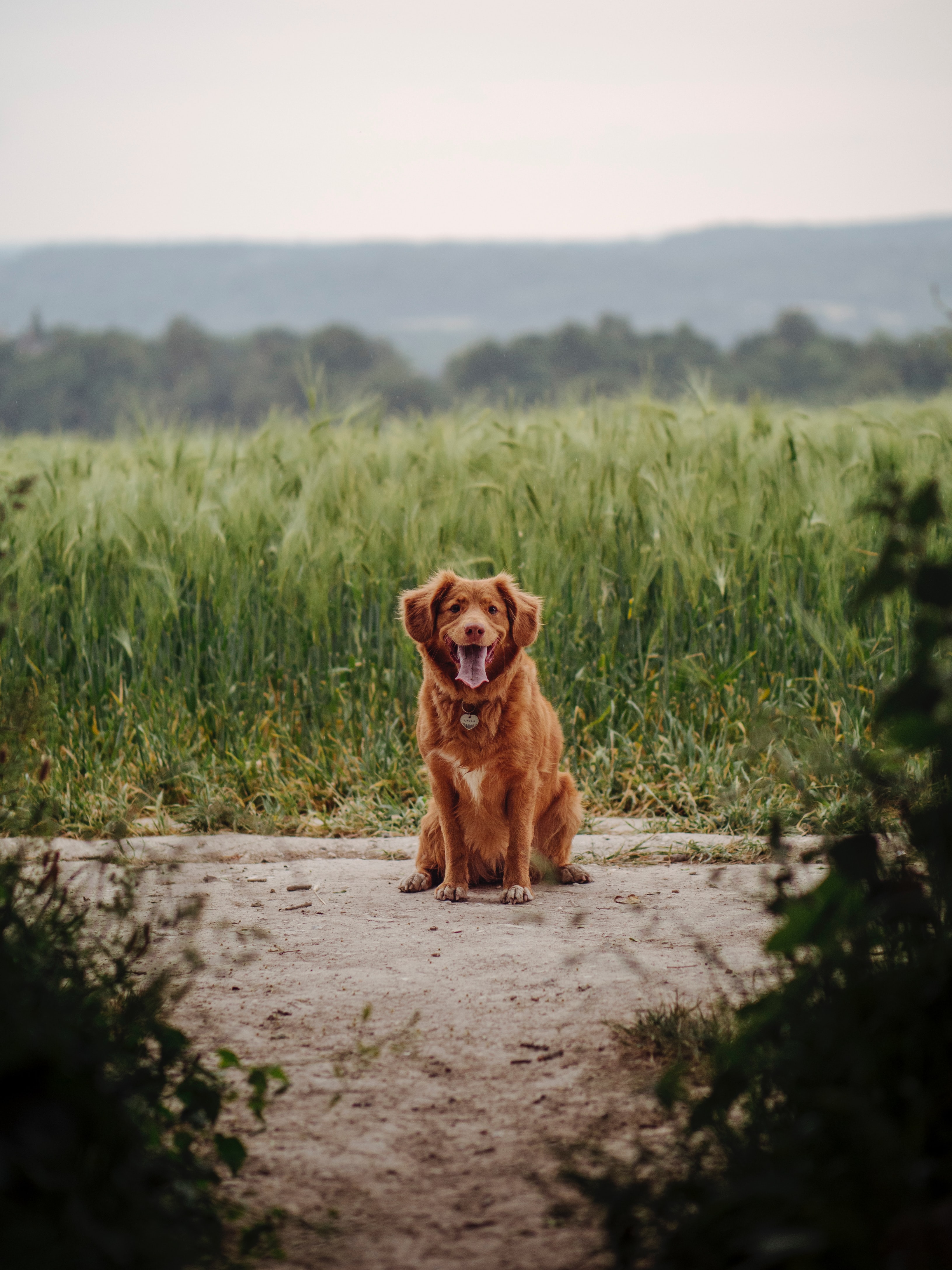 animals, grass, dog, protruding tongue, tongue stuck out, retriever Full HD