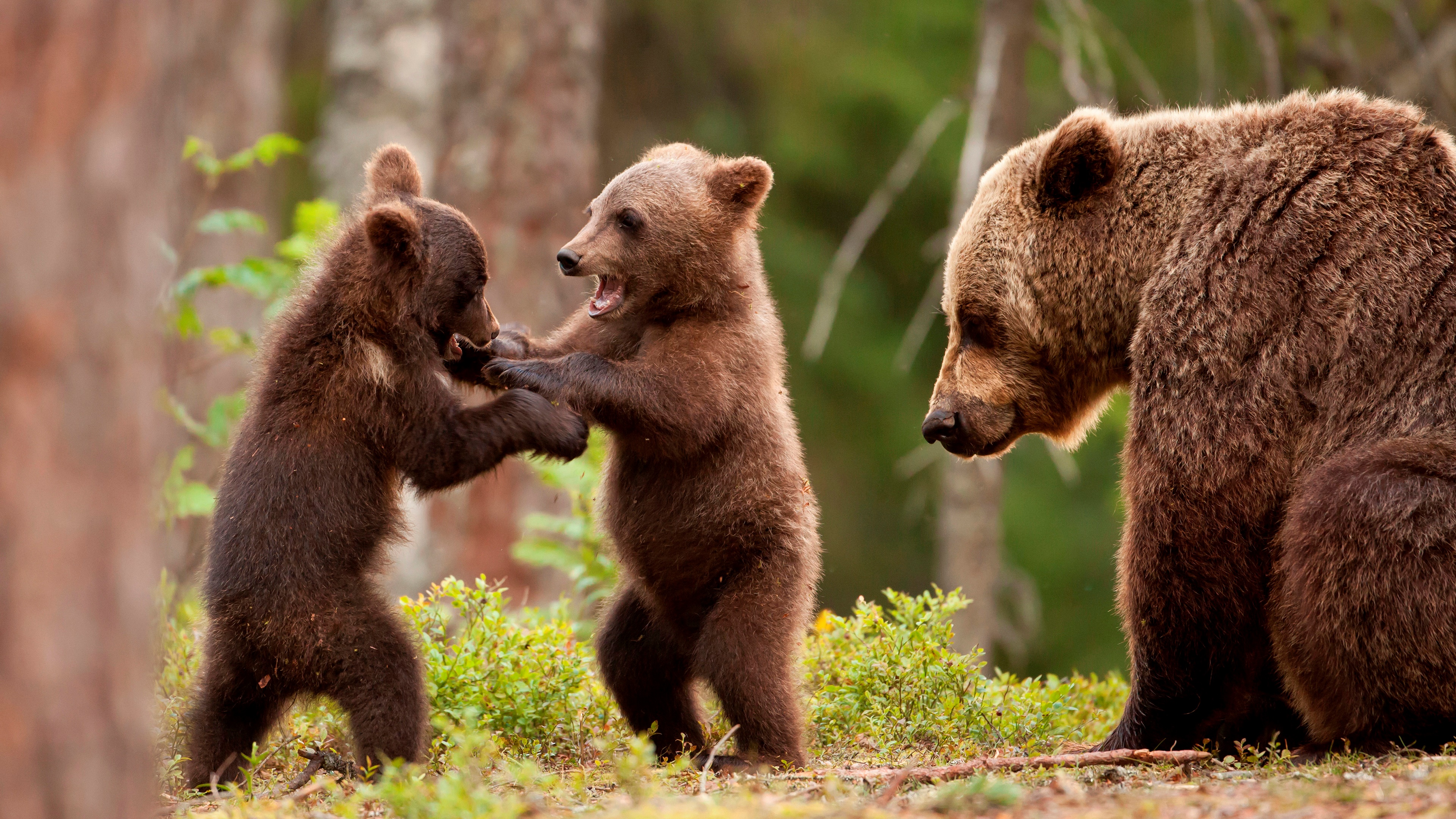 animal, bear, cub, playing, bears Phone Background