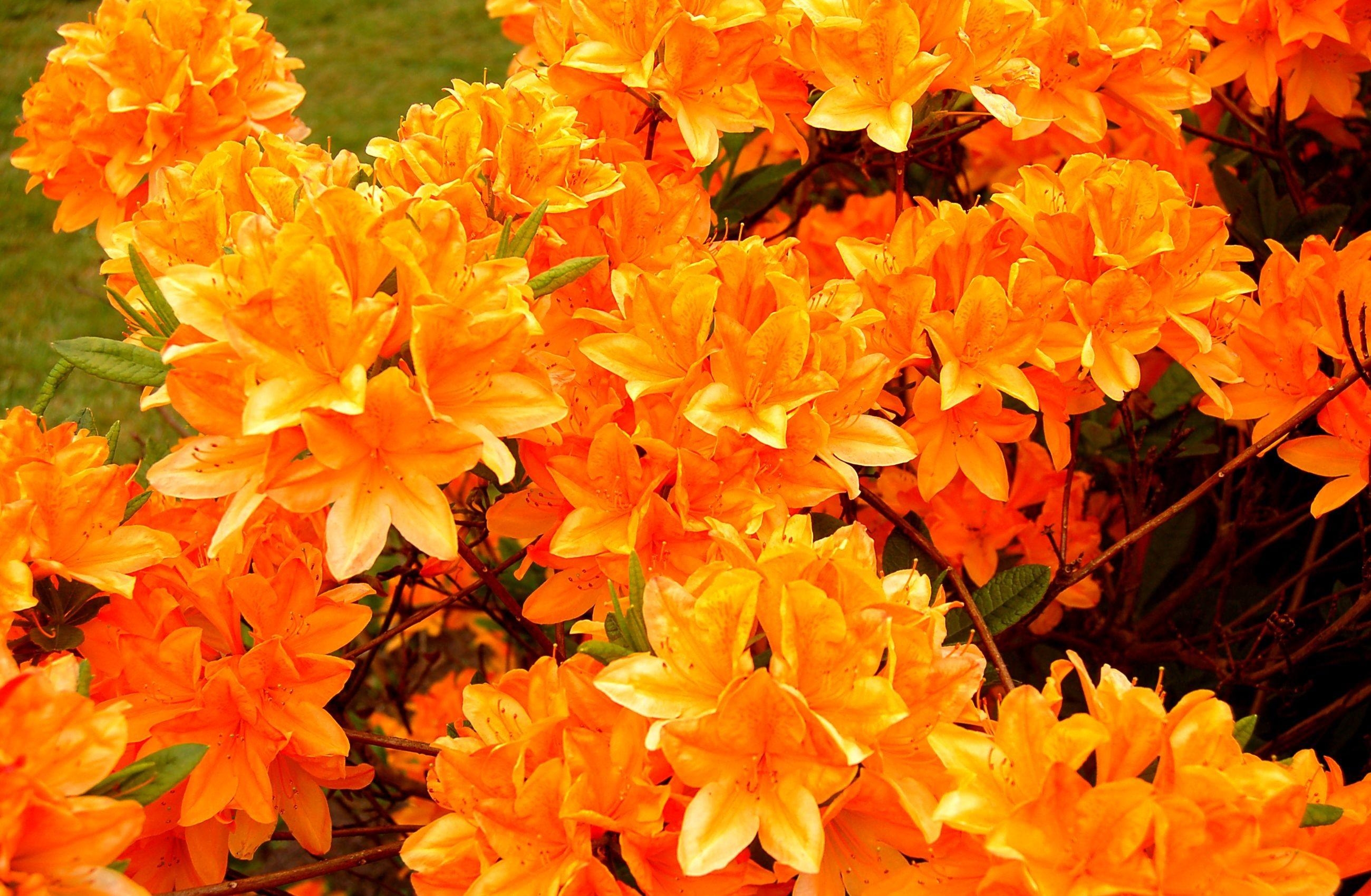 55406 завантажити картинку квіти, яскравий, цвітіння, оранжевий, яскрава, азалія, помаранчева - шпалери і заставки безкоштовно
