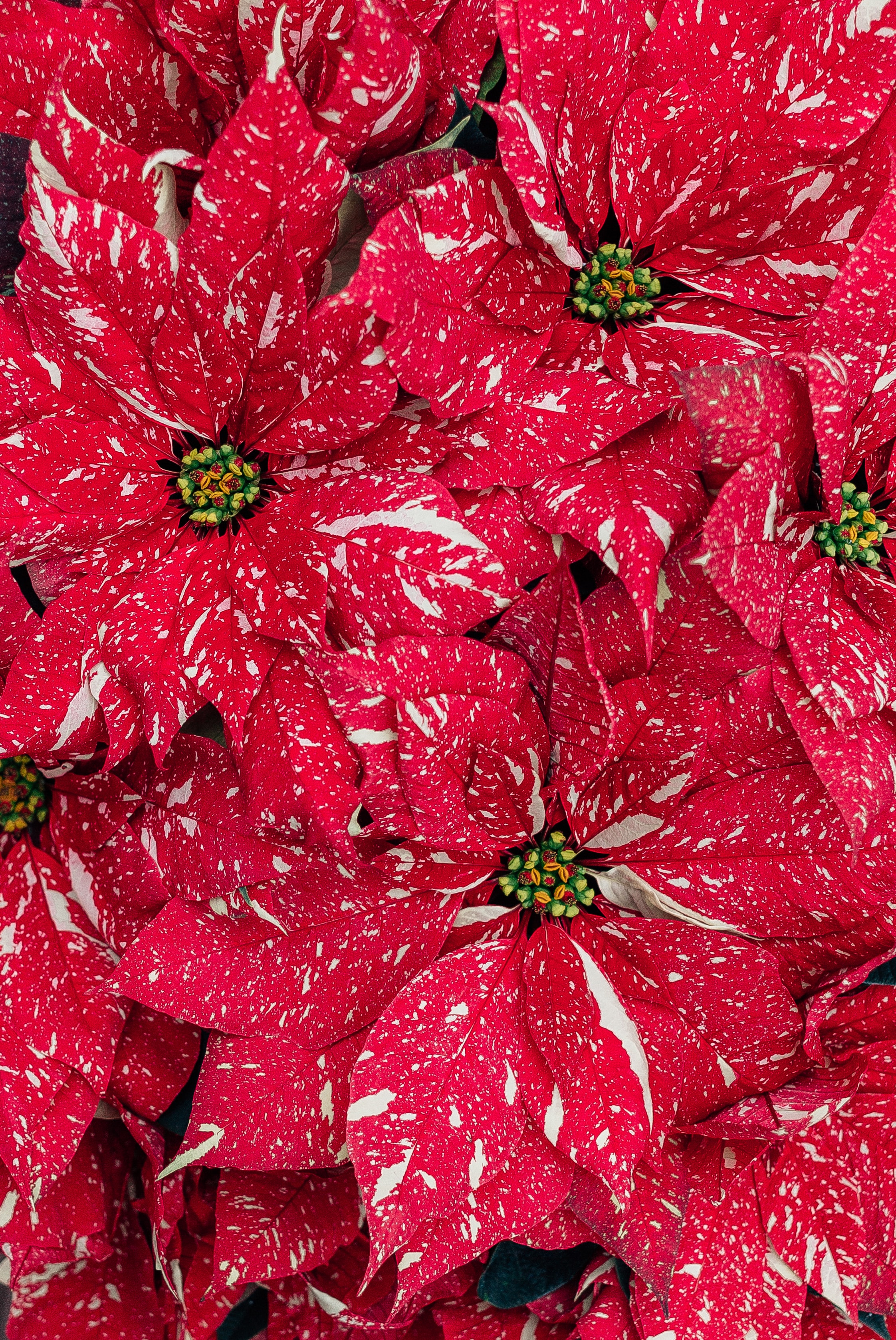 Download mobile wallpaper Flowers, Poinsettia, Macro, Plant for free.