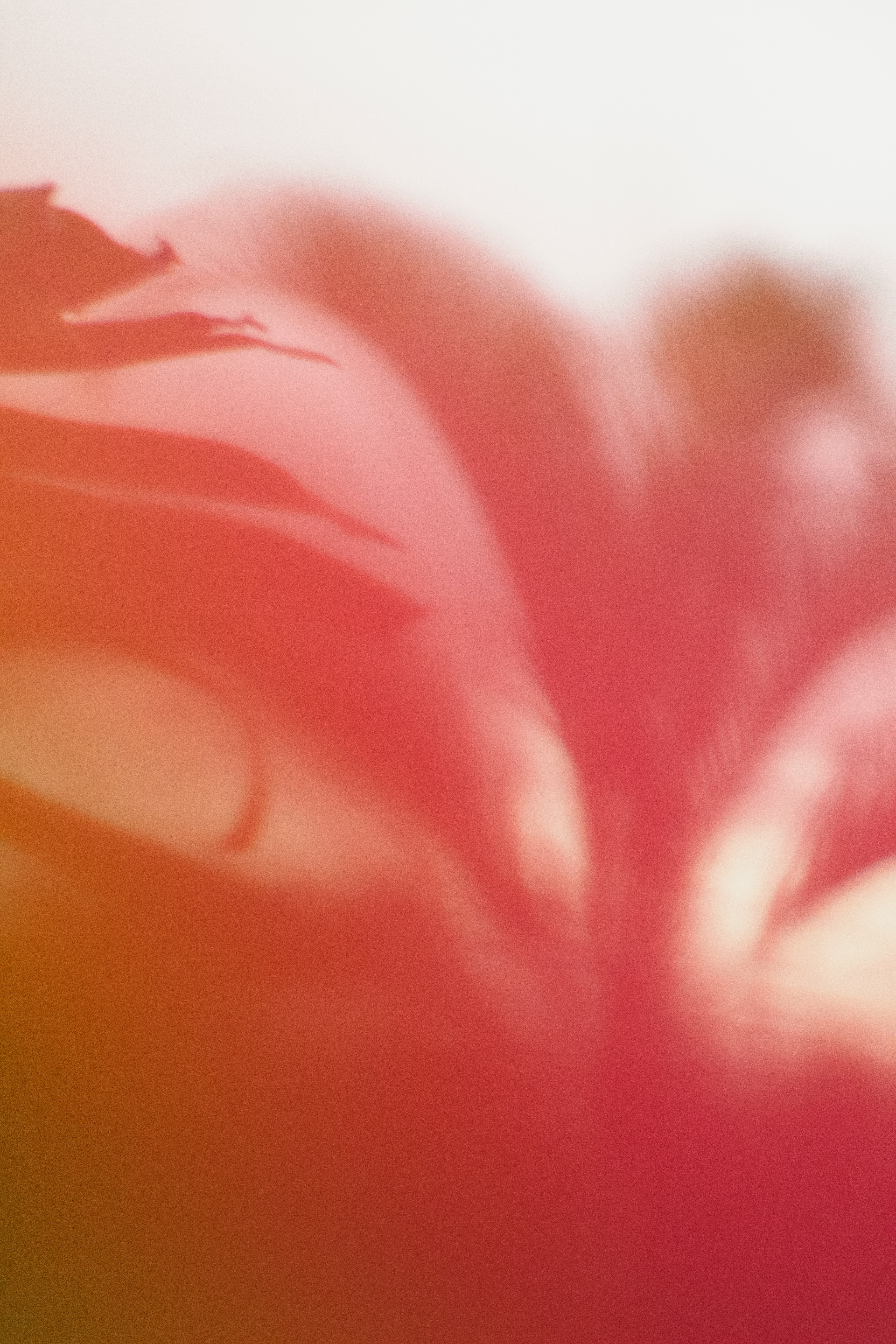 Download mobile wallpaper Petals, Distortion, Smooth, Pattern, Pink, Blur, Abstract for free.
