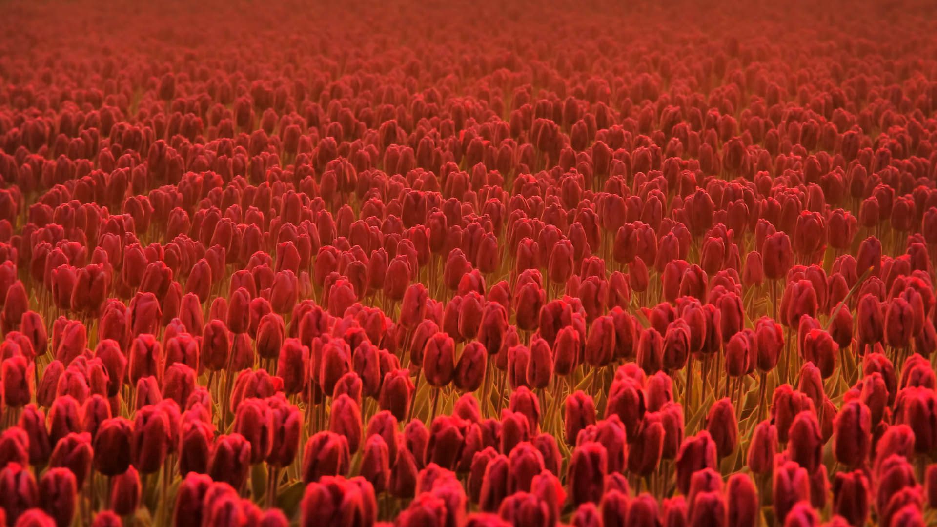 119539 descargar fondo de pantalla mucho, flores, tulipanes, rojo, campo, lote: protectores de pantalla e imágenes gratis