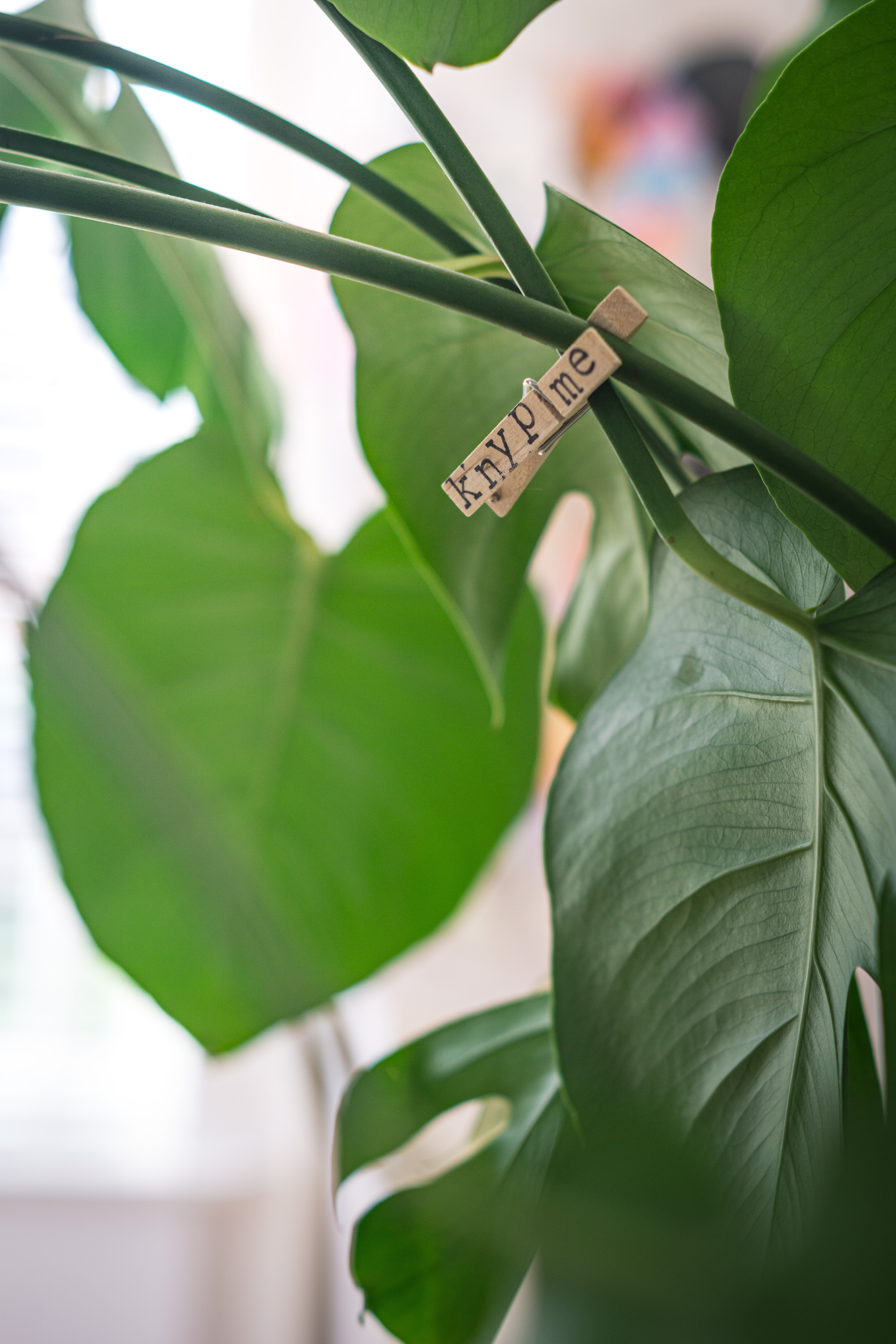 leaves, words, indoor plant, houseplant, pin, clothespin