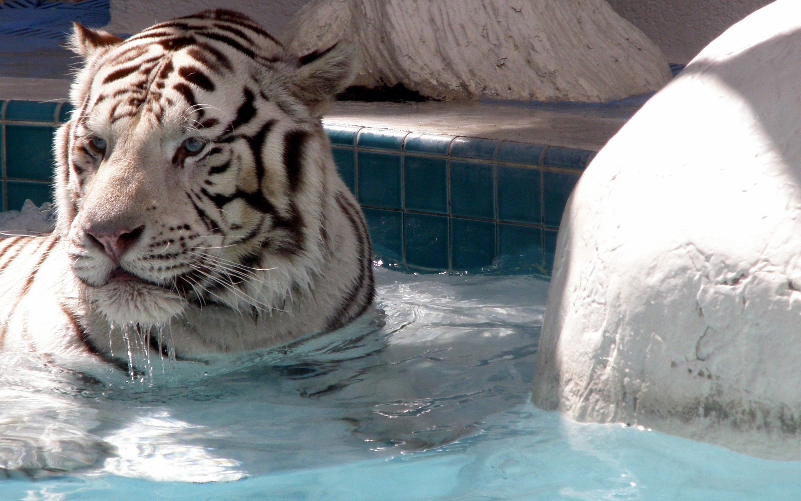 Download mobile wallpaper Sight, Opinion, Albino, Muzzle, Animals, Water, Tiger for free.