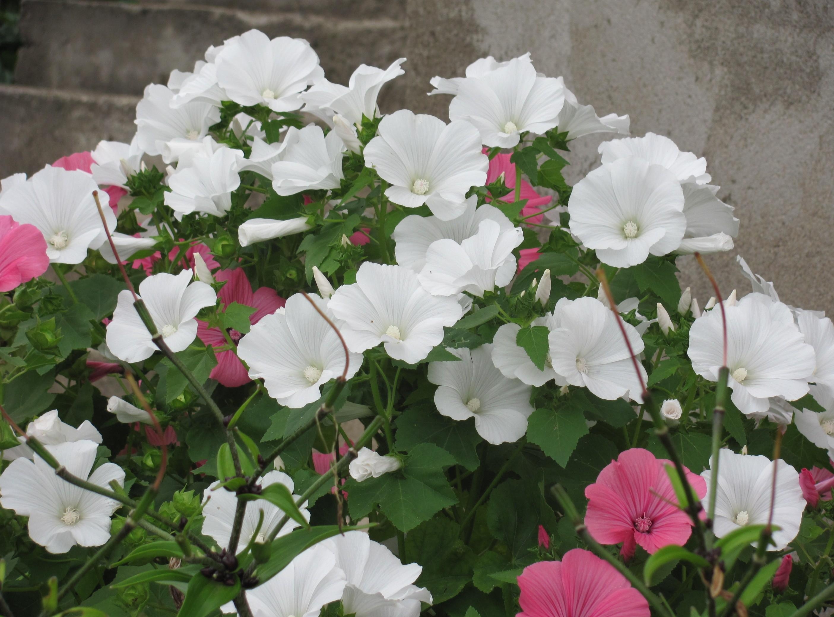 flowers, greens, flower bed, flowerbed, handsomely, it's beautiful, lavatera