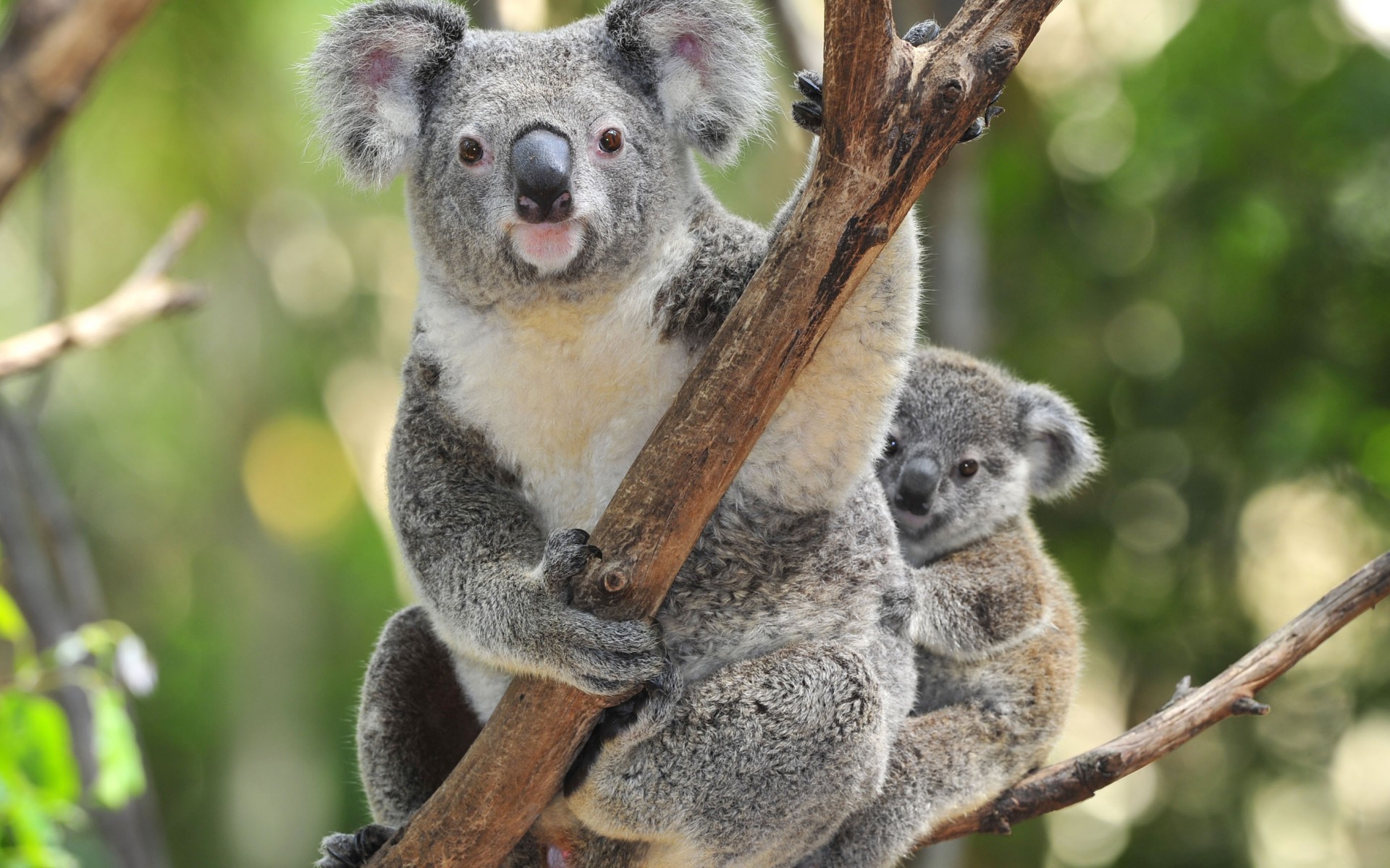 590567 скачать картинку коала, животные - обои и заставки бесплатно