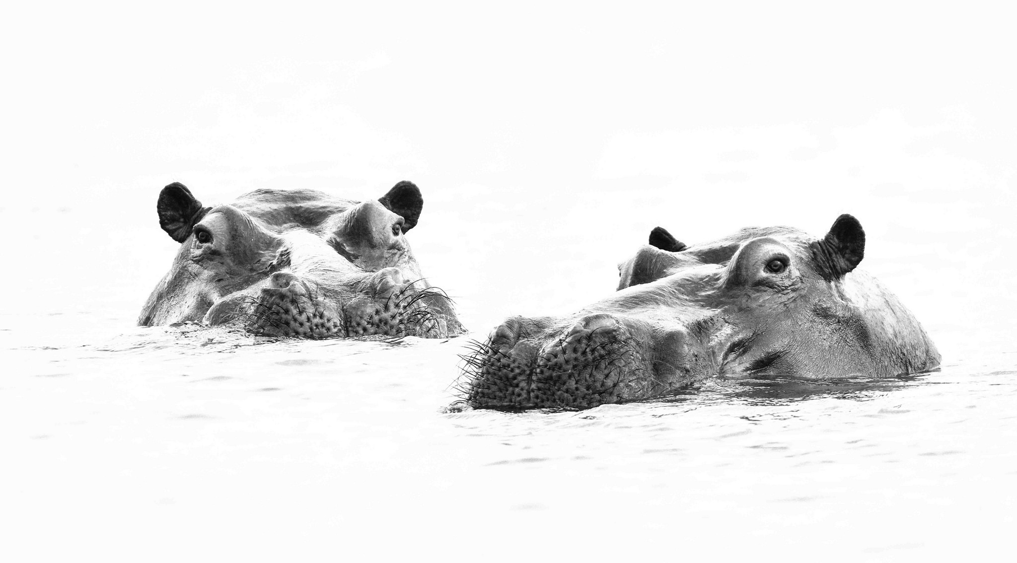 Animal Hippo Hippopotamus Amphibius Large Herbivorous Semi Mammal Born In  Sub Saharan Africa Desktop Wallpaper Hd For Mobile Phones And Laptops  3840x2400 : Wallpapers13.com
