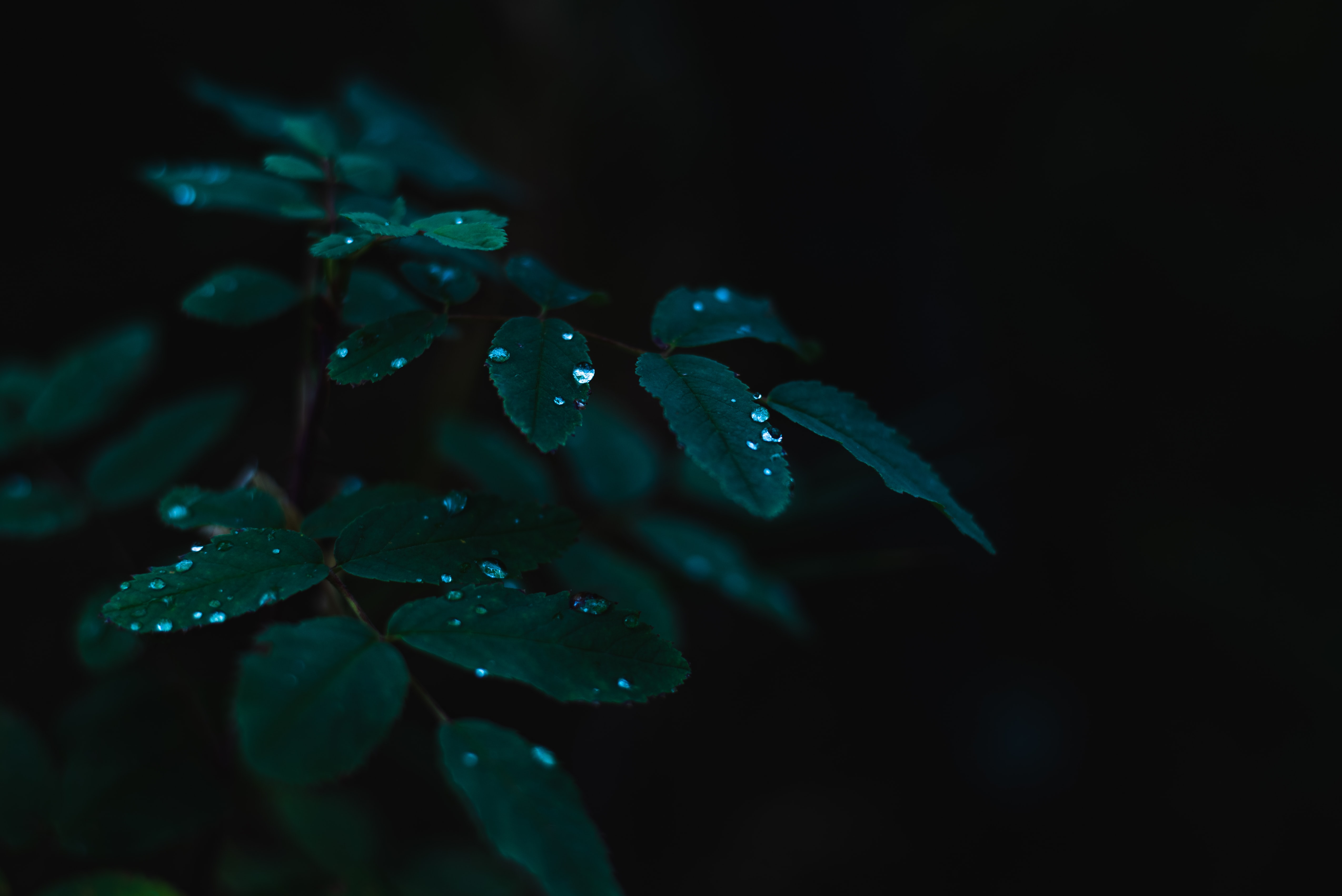 dew, leaves, drops, plant, dark, wet UHD