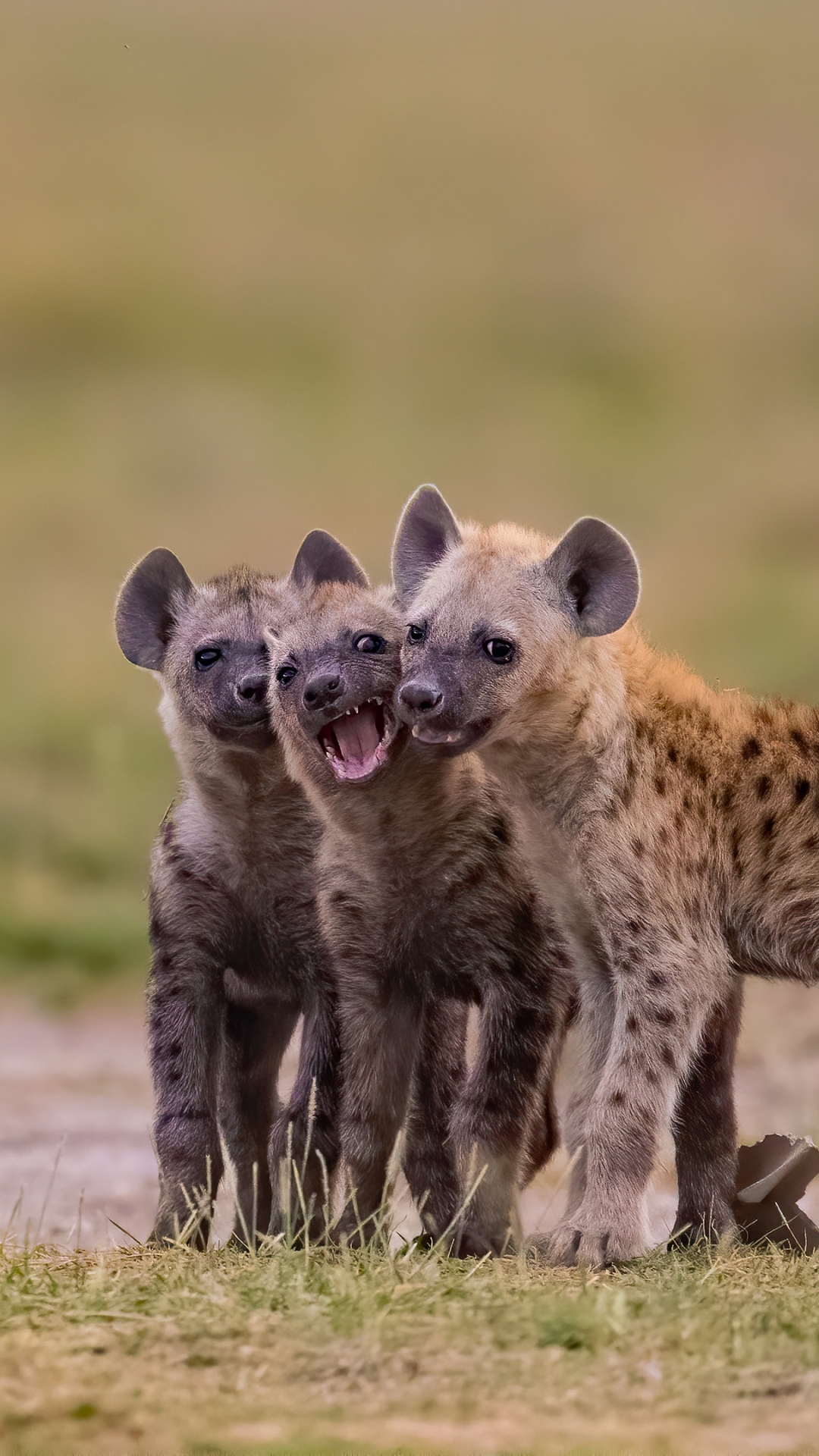 hyena, animal, spotted hyena, baby animal, cub