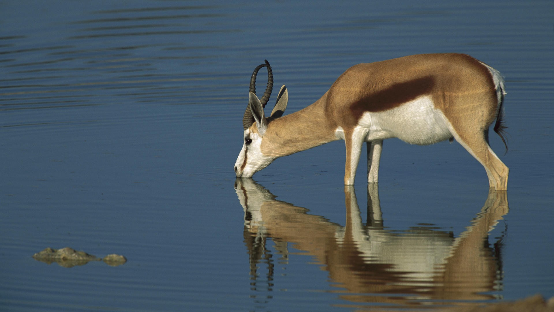 213992 Bild herunterladen tiere, antilope, springbock - Hintergrundbilder und Bildschirmschoner kostenlos