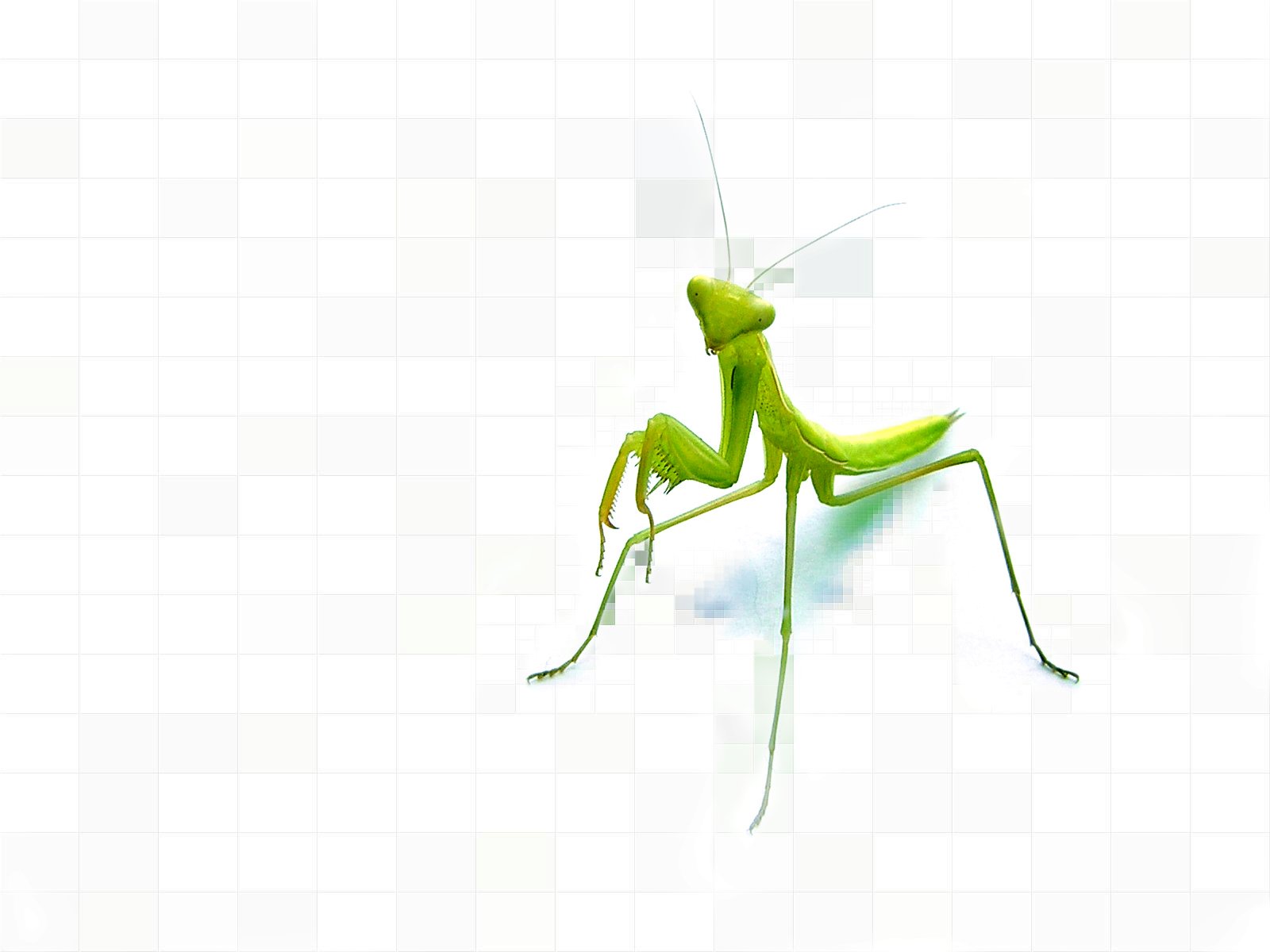 521852 Bildschirmschoner und Hintergrundbilder Insekten auf Ihrem Telefon. Laden Sie  Bilder kostenlos herunter