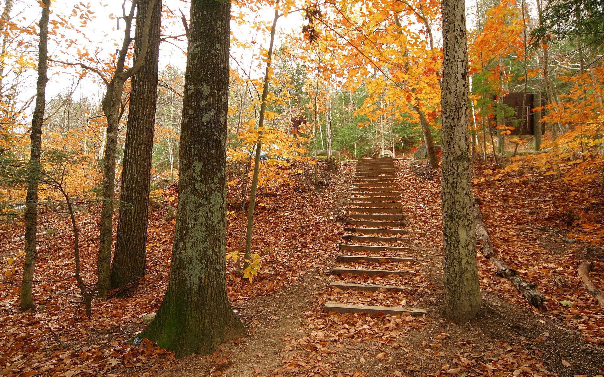 121430 скачать обои осень, природа, деревья, листья, лес, ступени, спуск - заставки и картинки бесплатно