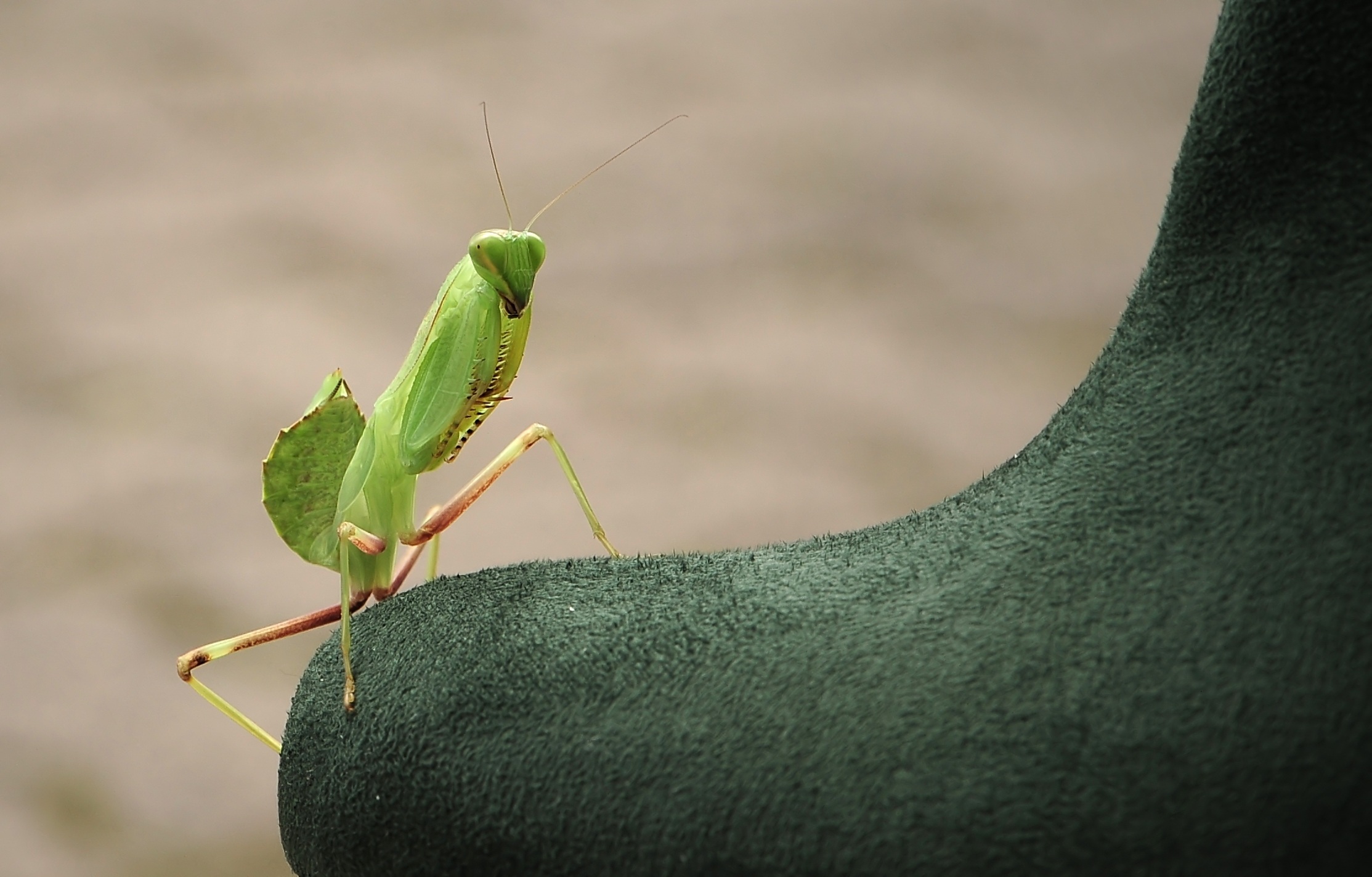 Download mobile wallpaper Mantis, Insect, Macro for free.