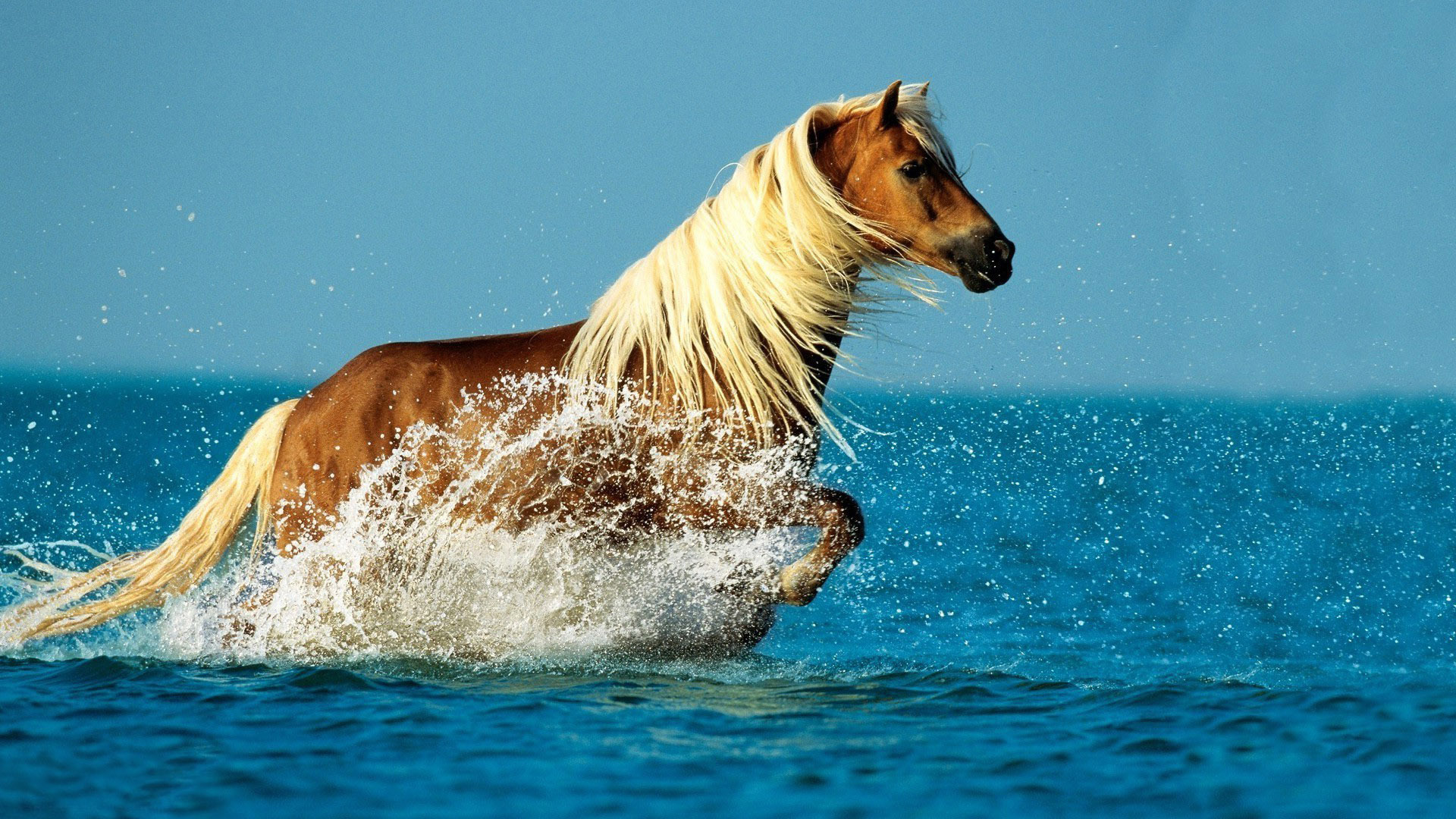 Морская лошадь