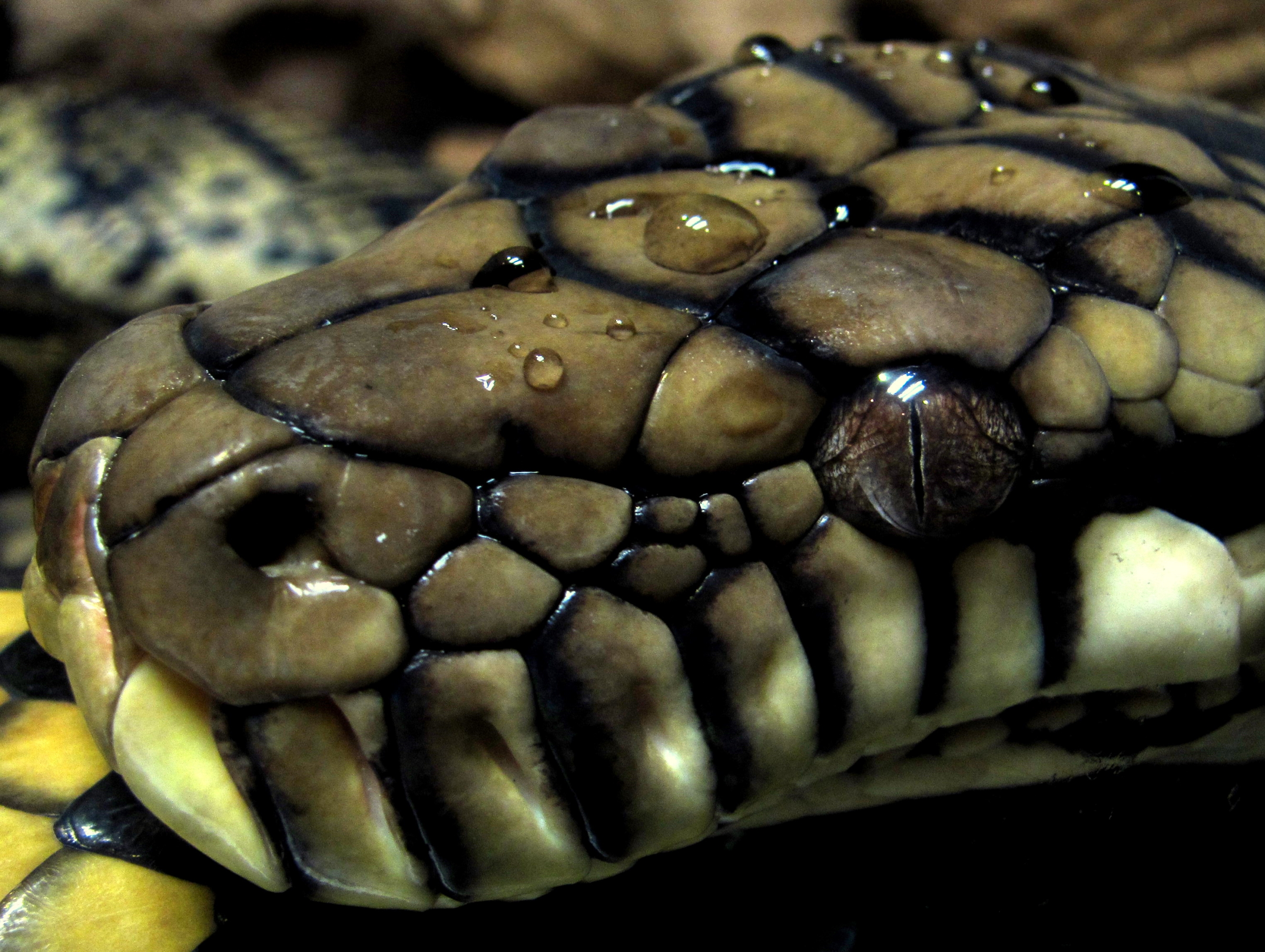 python  Photography Blog  Wild animals pictures Wild animal wallpaper Ball  python