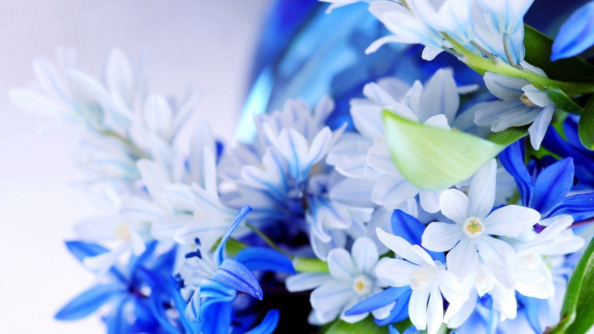 156944 скачать картинку лепестки, цветы, букет, синий, белый - обои и заставки бесплатно
