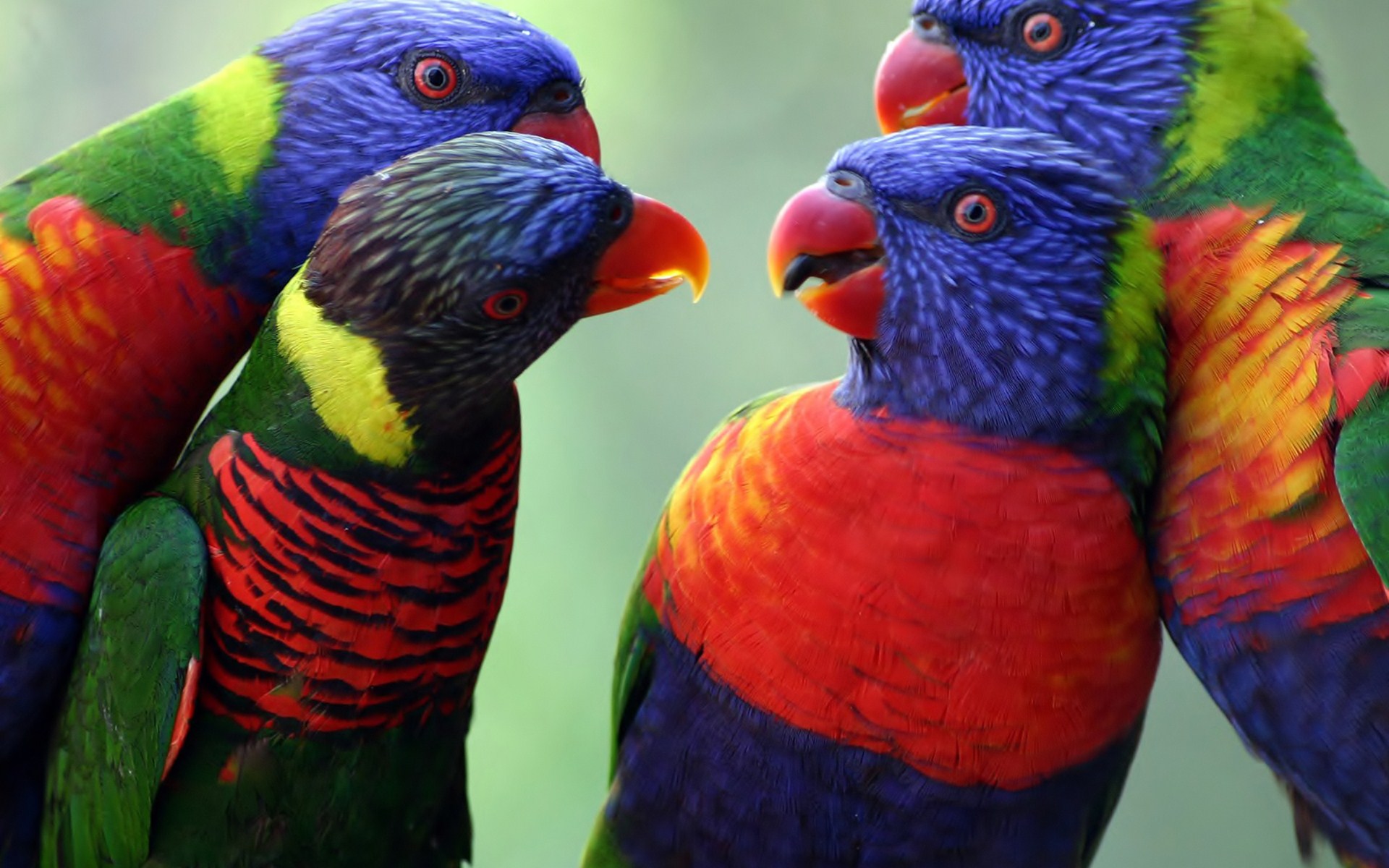 Download mobile wallpaper Rainbow Lorikeet, Parrot, Birds, Animal for free.