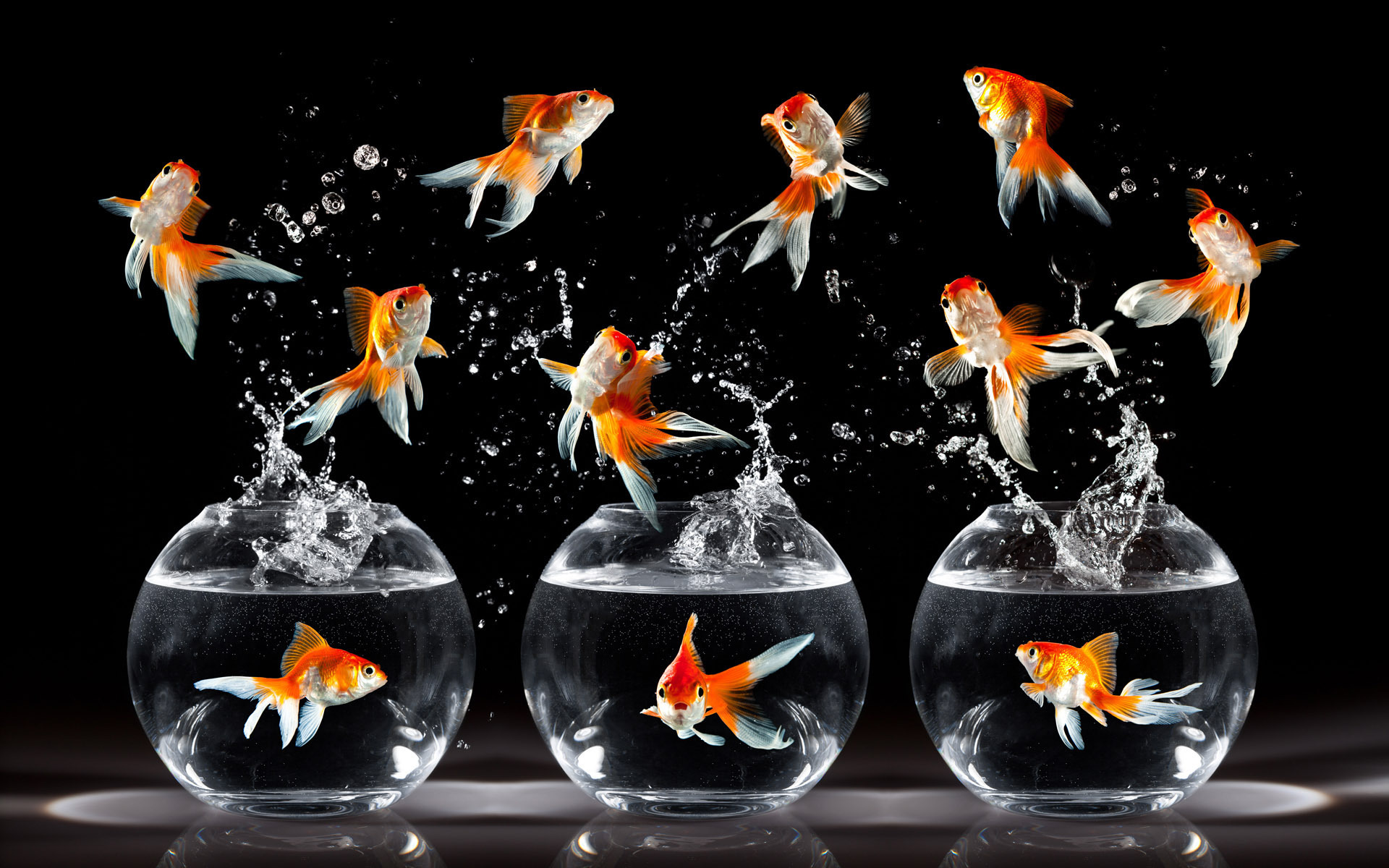 goldfish, animal Free Stock Photo