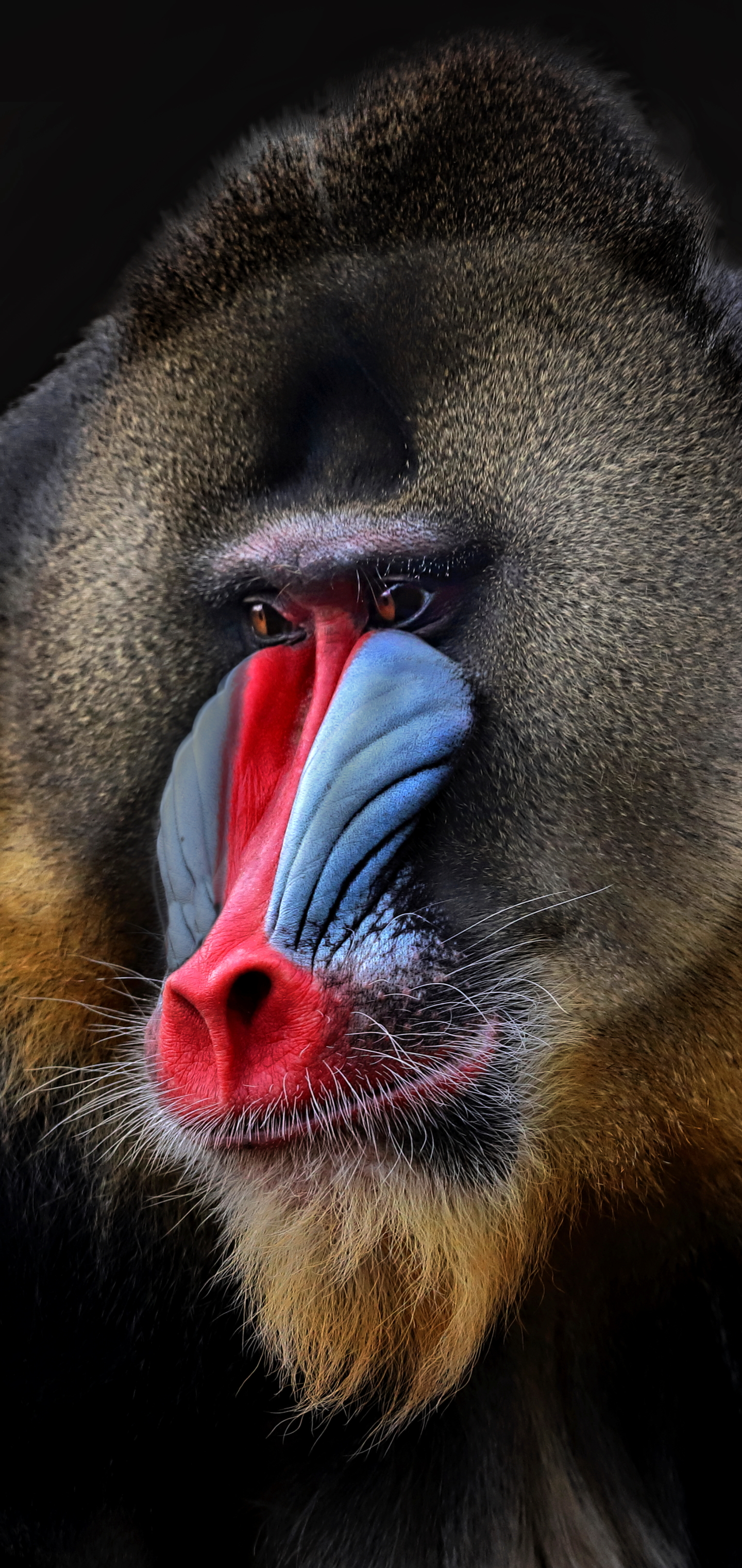 1166036 descargar fondo de pantalla animales, mandril, cara, mono, monos: protectores de pantalla e imágenes gratis