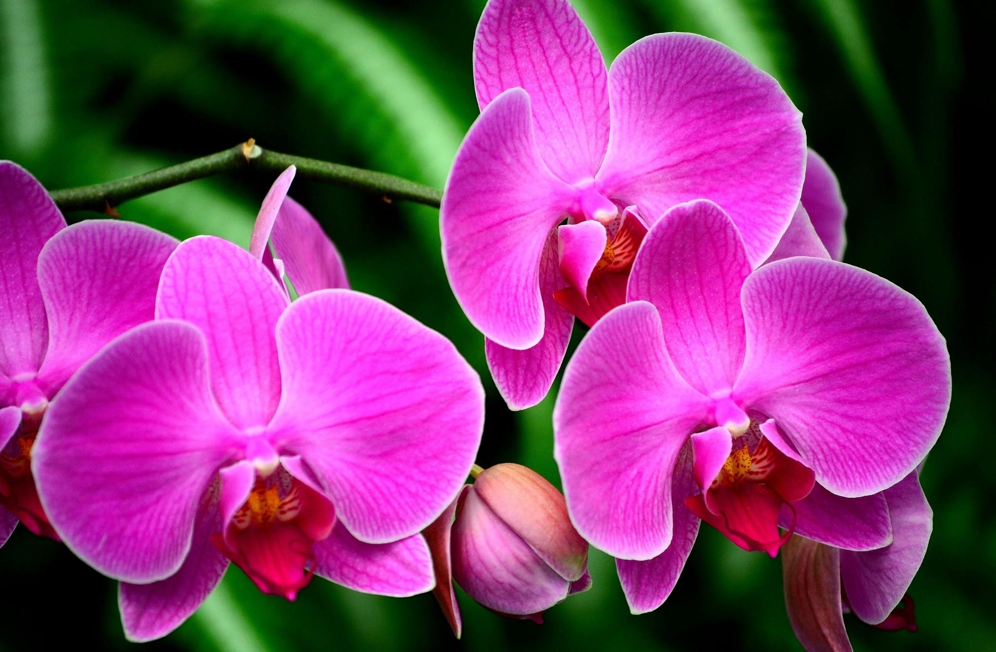 Скачать картинку Орхидея, Экзотика, Цветок, Ветка, Цветы в телефон бесплатно.