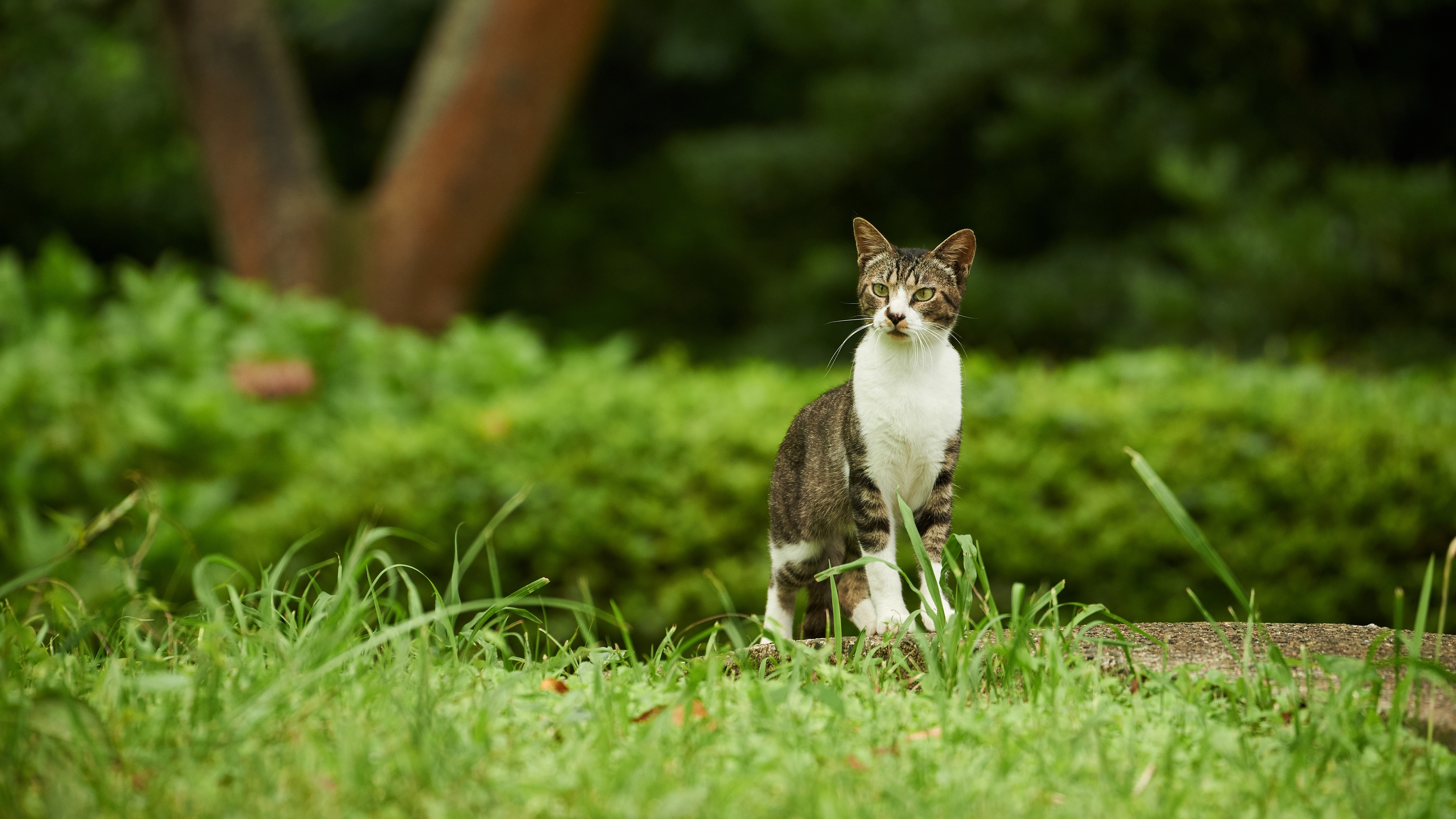 The cat. Кошка на природе. Кот в зелени. Трава для кошек. Кот в траве.