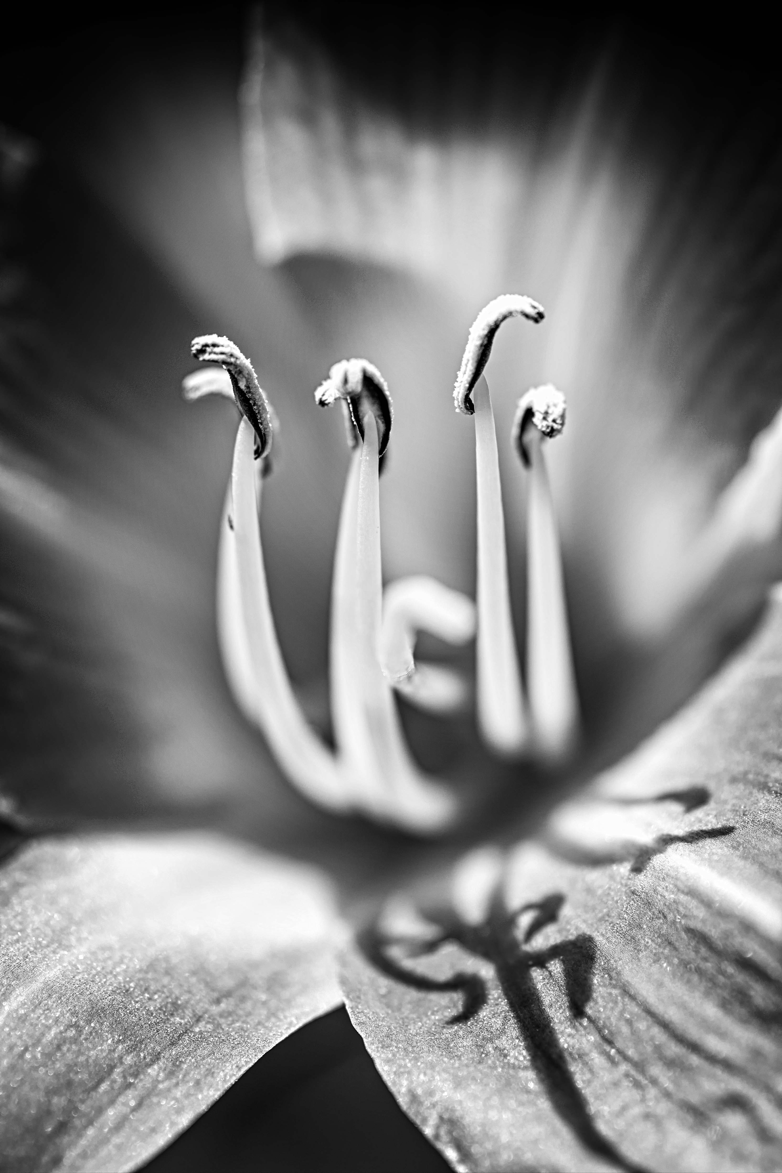 Download mobile wallpaper Chb, Lily, Bw, Macro, Flower for free.