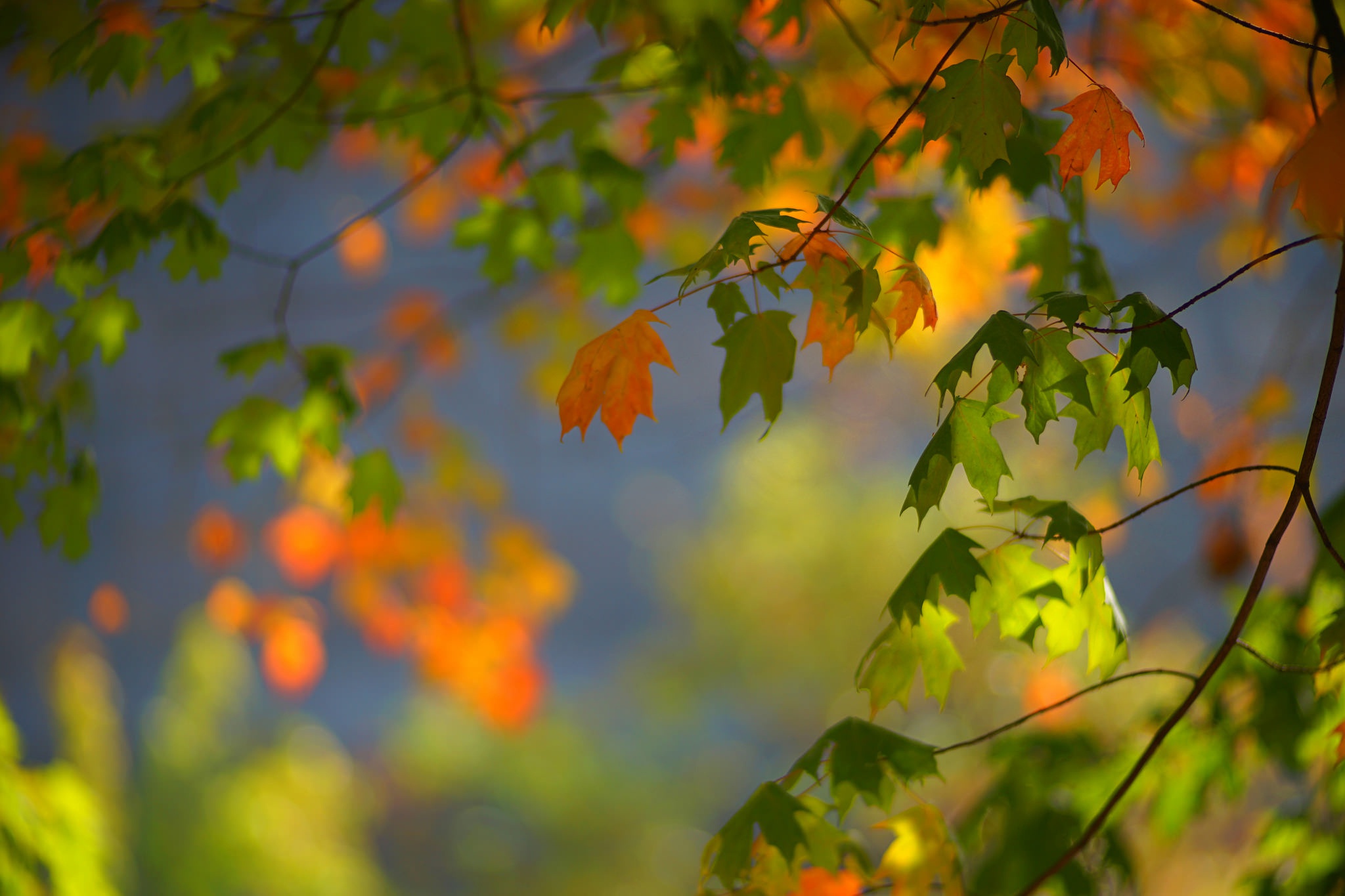 Осенняя ветка на фоне неба