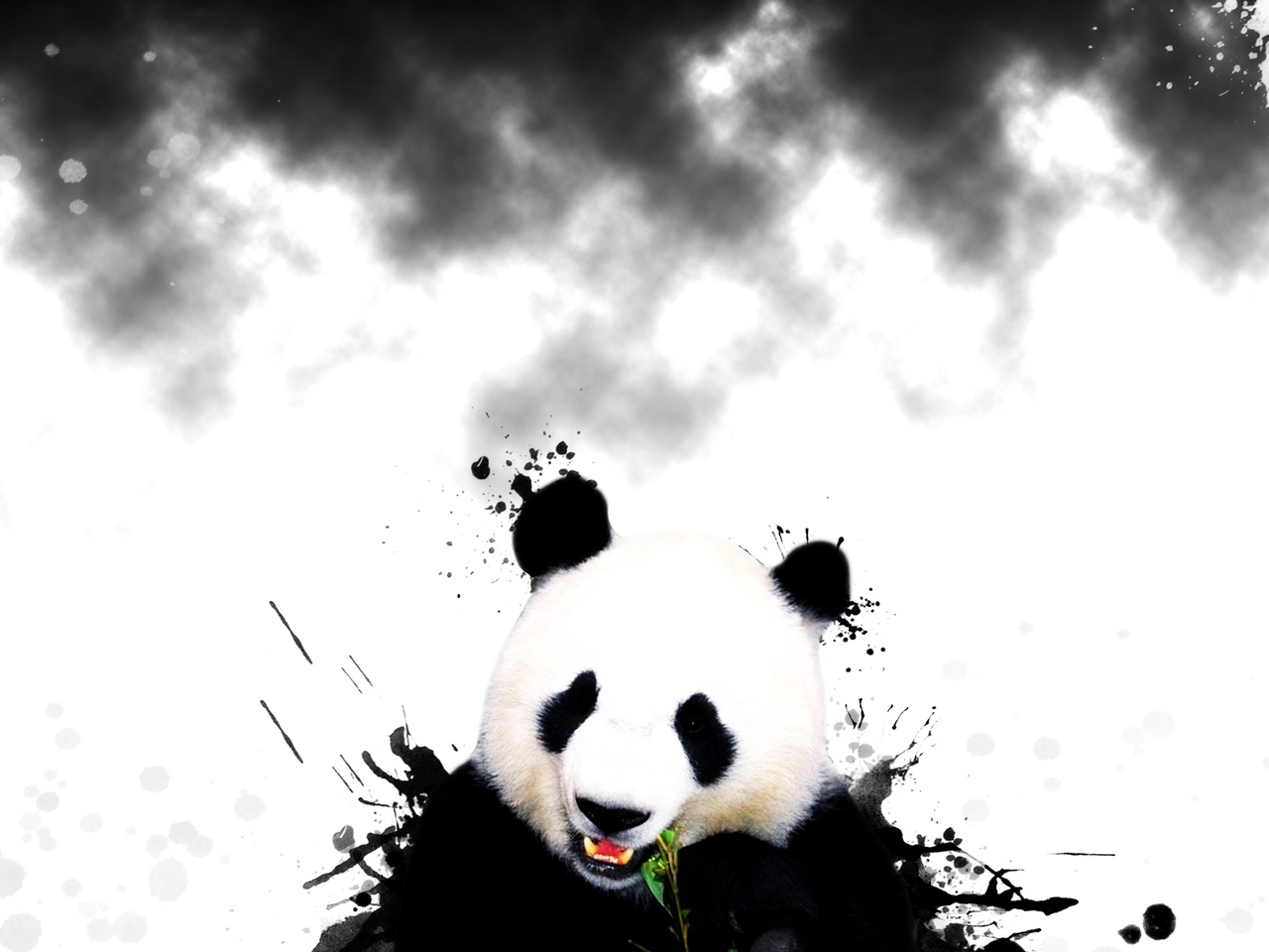 animals, bears, pandas QHD