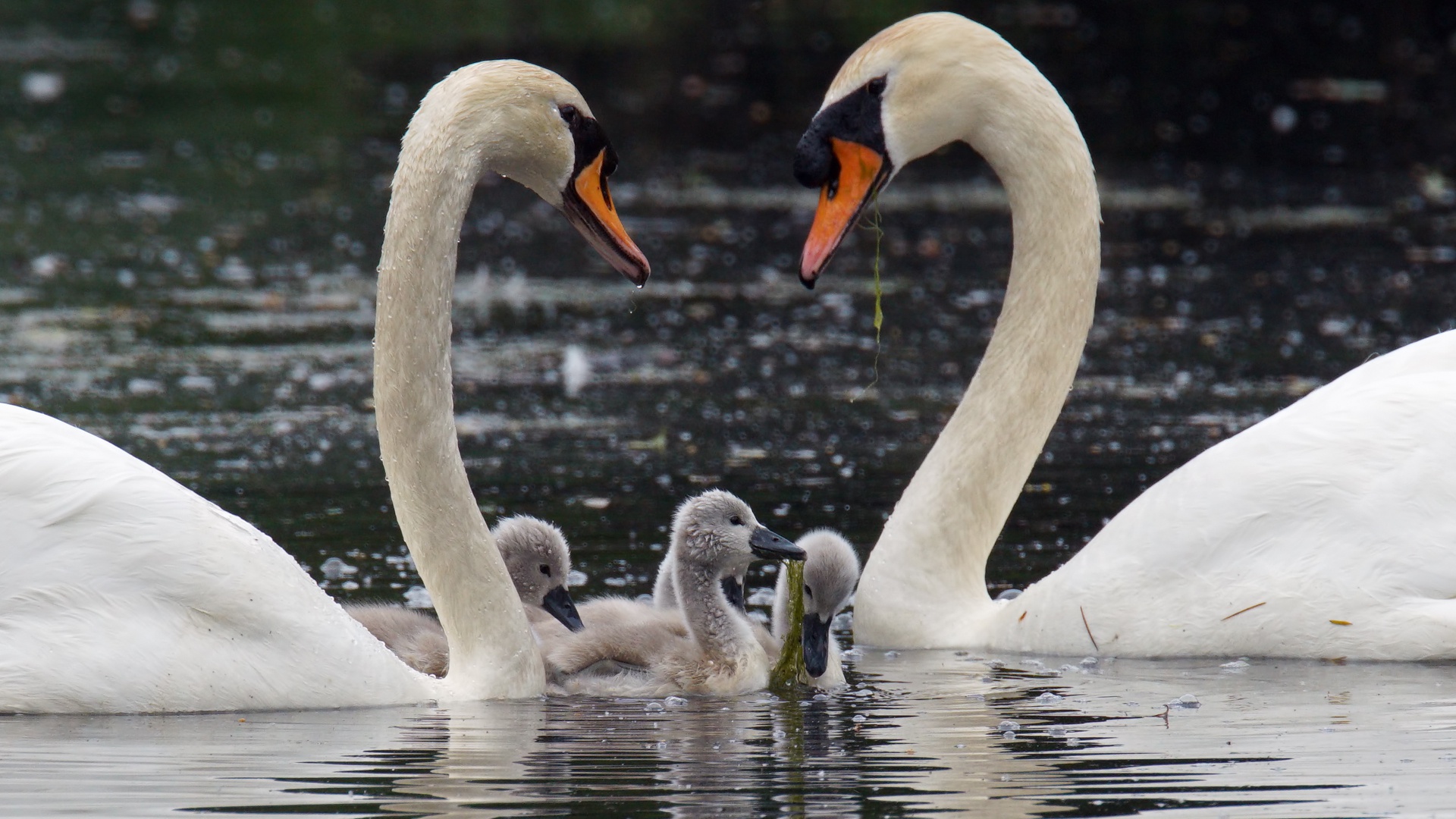 Download mobile wallpaper Birds, Bird, Animal, Swan, Baby Animal, Mute Swan for free.