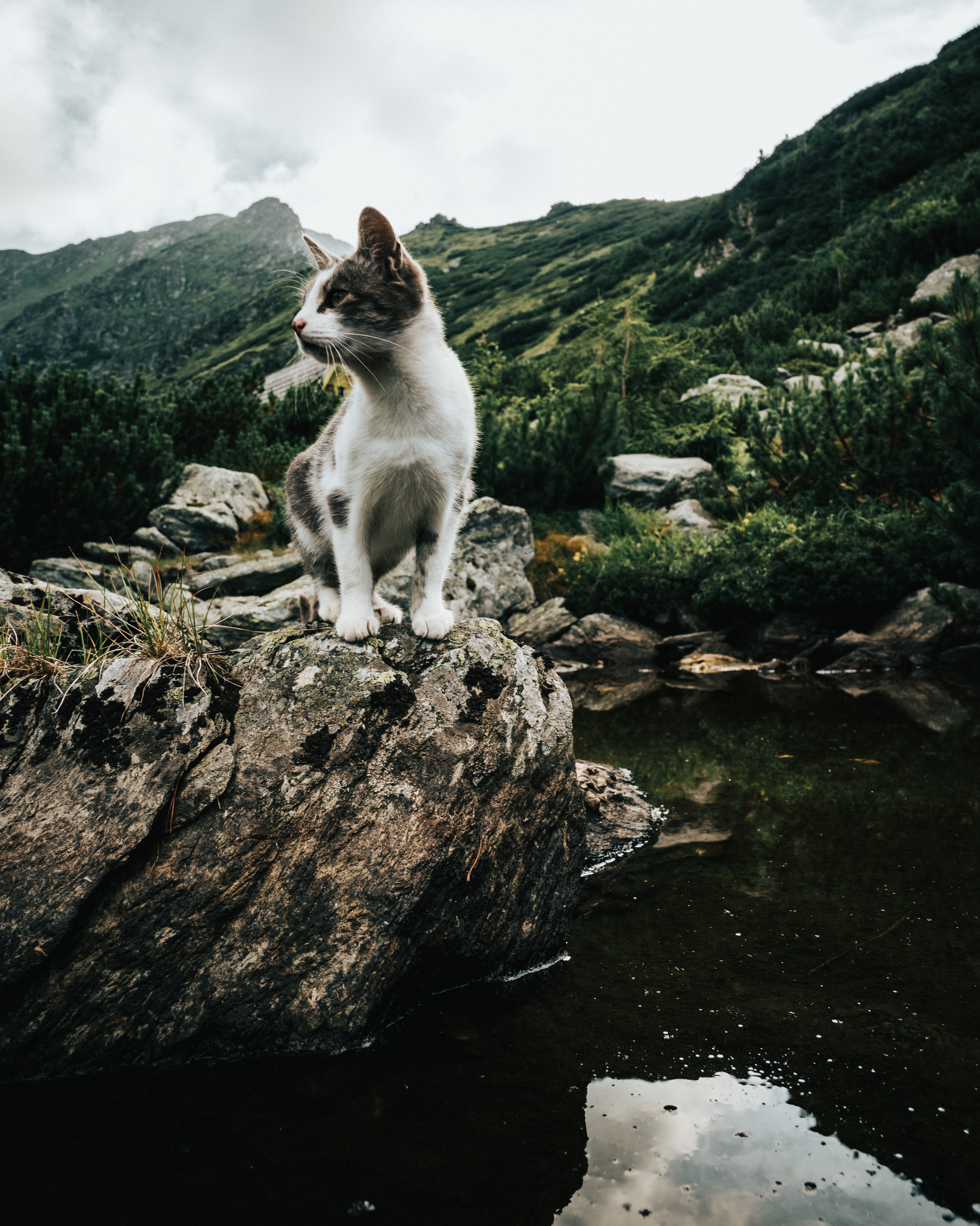 Horizontal Wallpaper kitty, animals, sky, mountains, rocks, kitten, pet