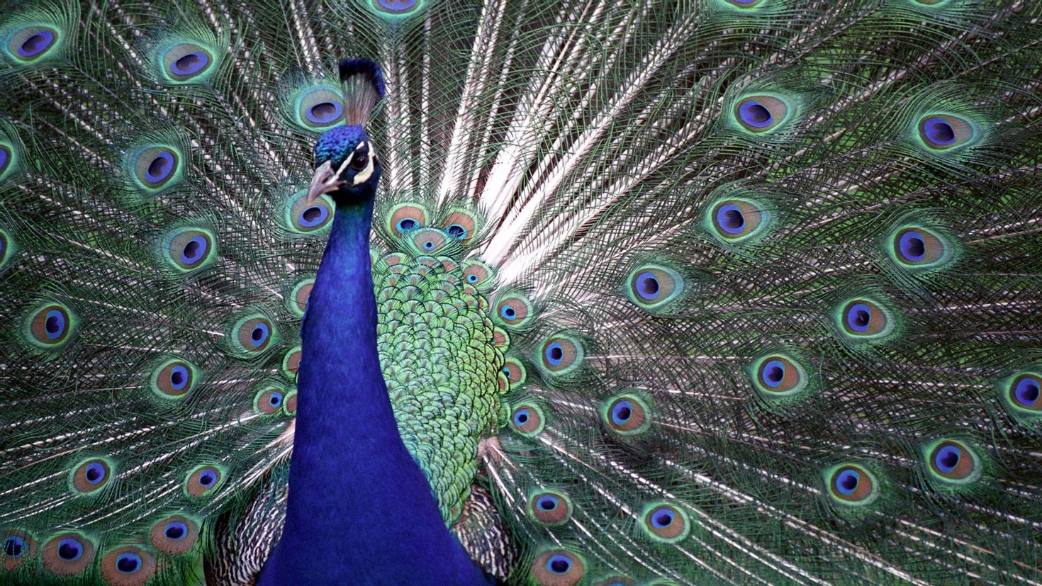 Peacock. Павлин Петрински. Фиолетовый Павлин. Павлин на рабочий стол. Павлиний хвост белый.