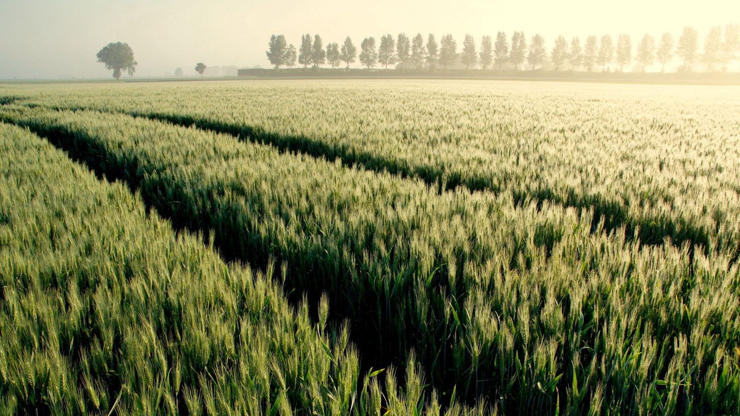 Старица поле пшеничное. Поле озимой пшеницы. Природа поле. В поле. Fields field html
