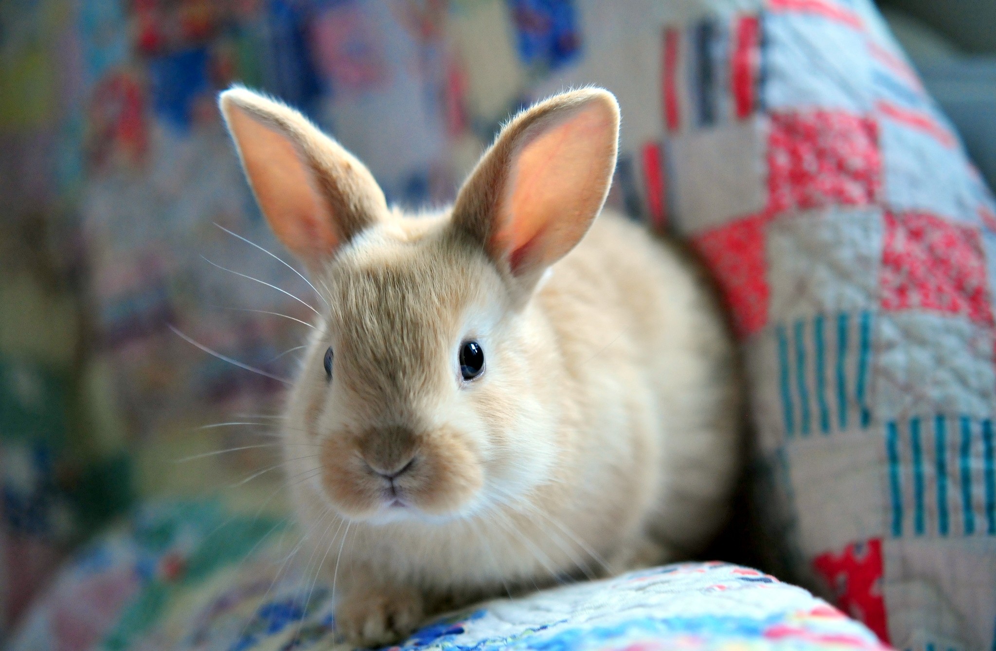 Кролик фото