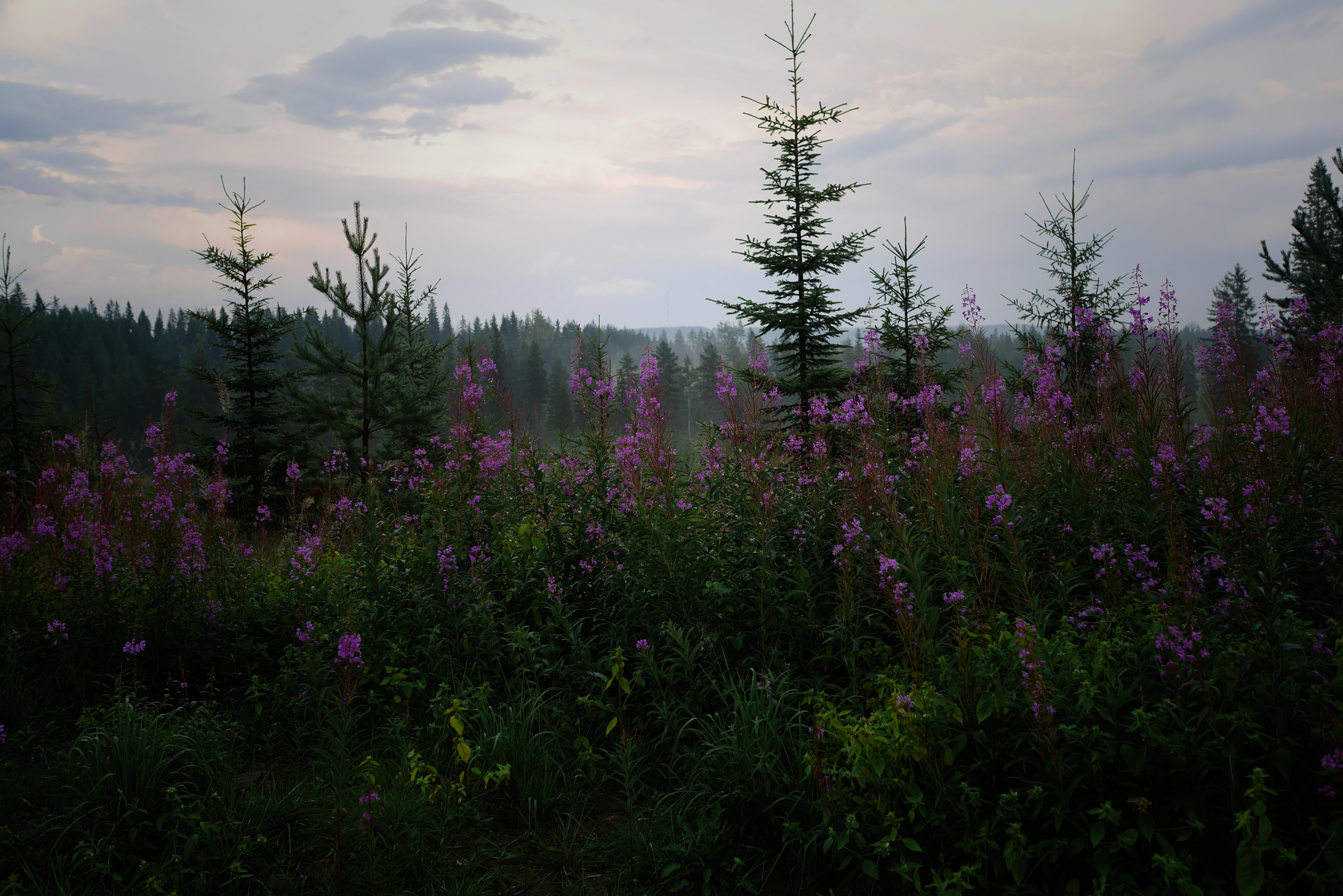 Laden Sie das Wald, Fir, Fichte, Natur, Blumen, Bäume-Bild kostenlos auf Ihren PC-Desktop herunter
